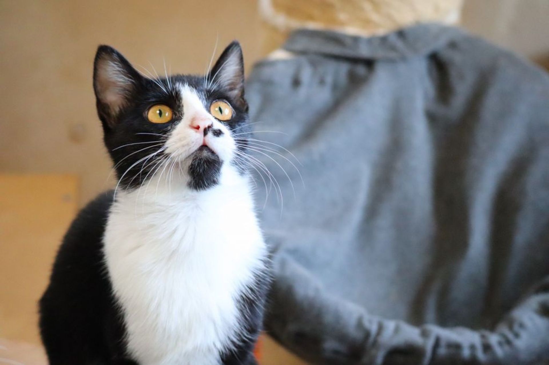 雑種（ミックス猫）・メスの里親募集の写真