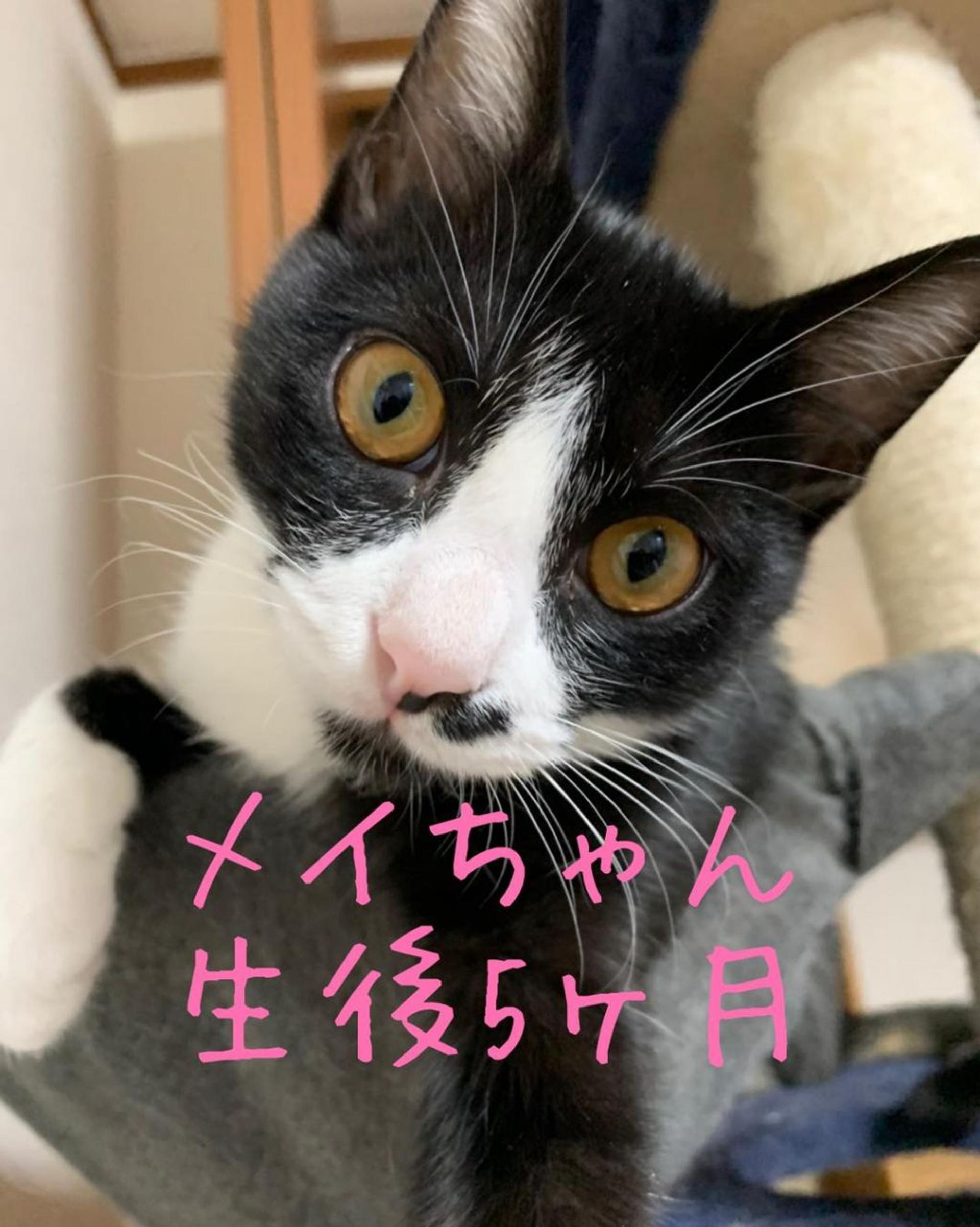 pet-image-3