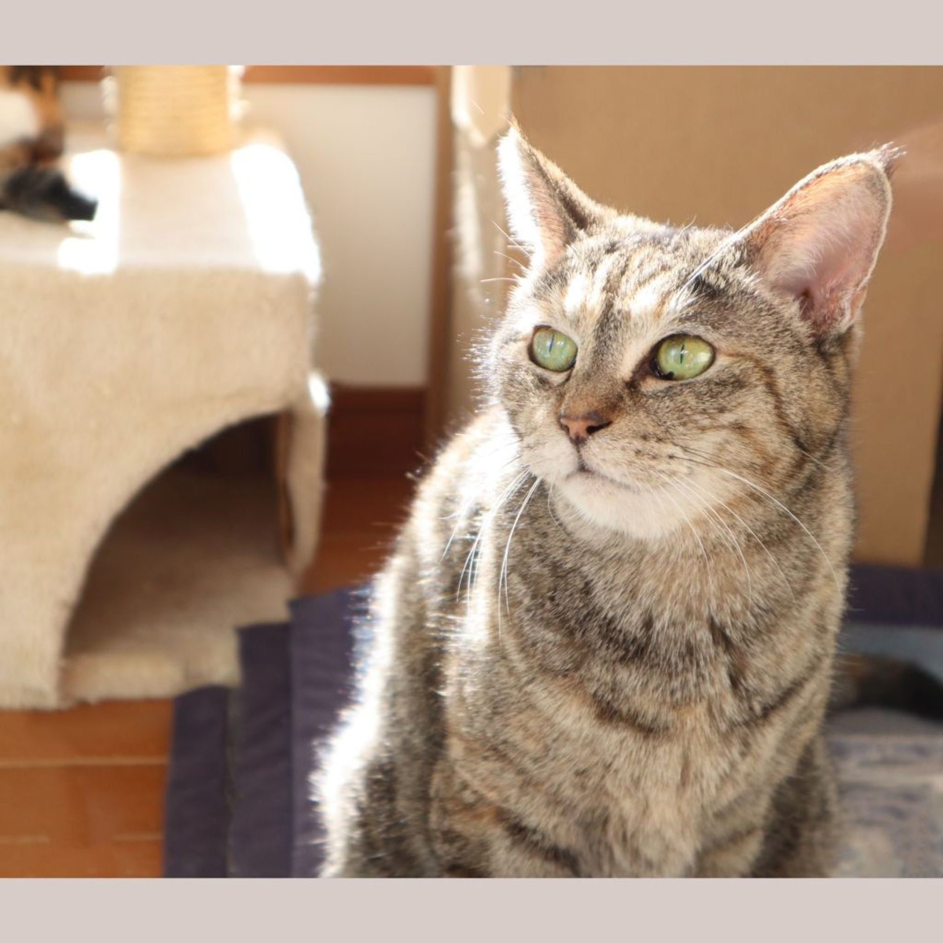 雑種（ミックス猫）・メスの里親募集の写真