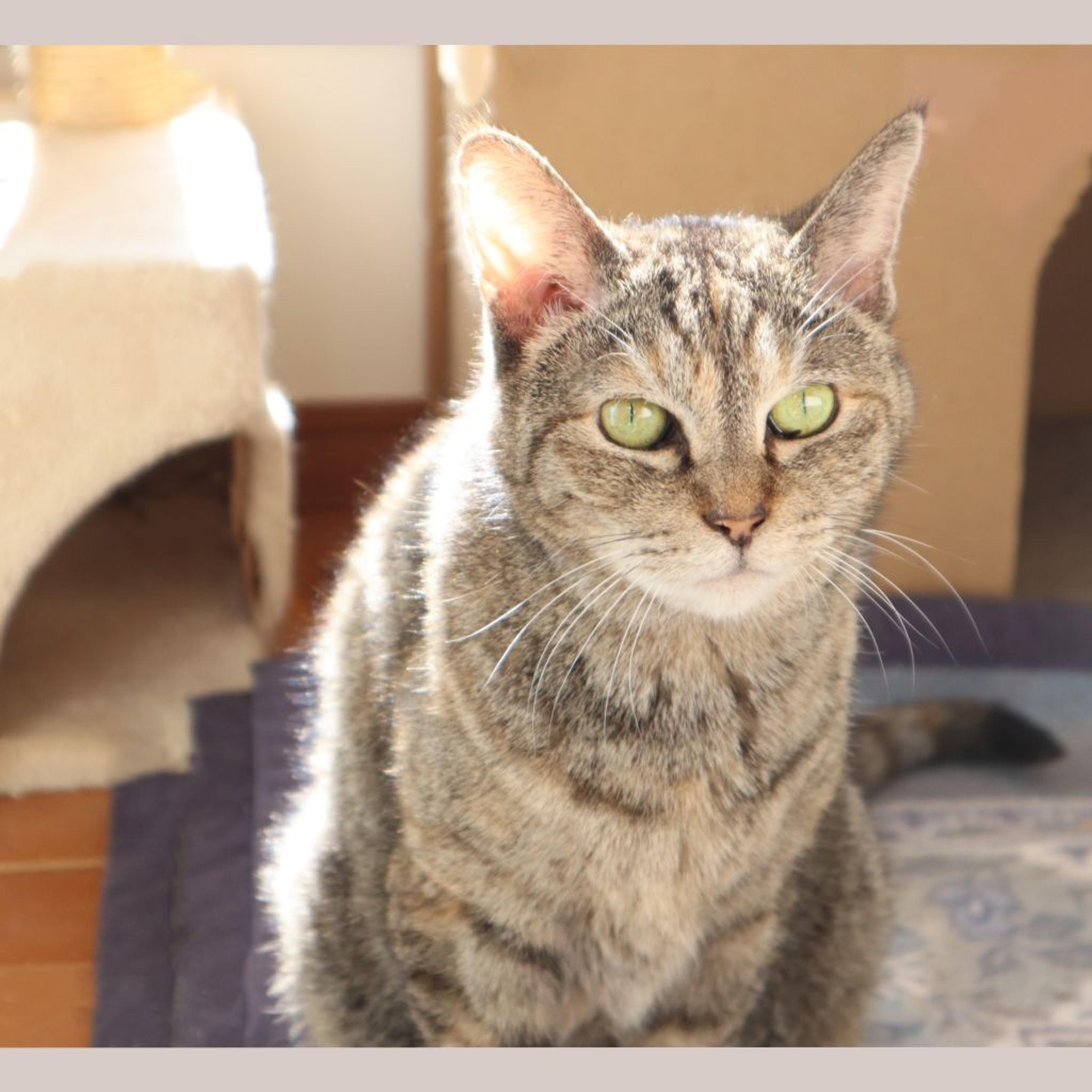 pet-image-2