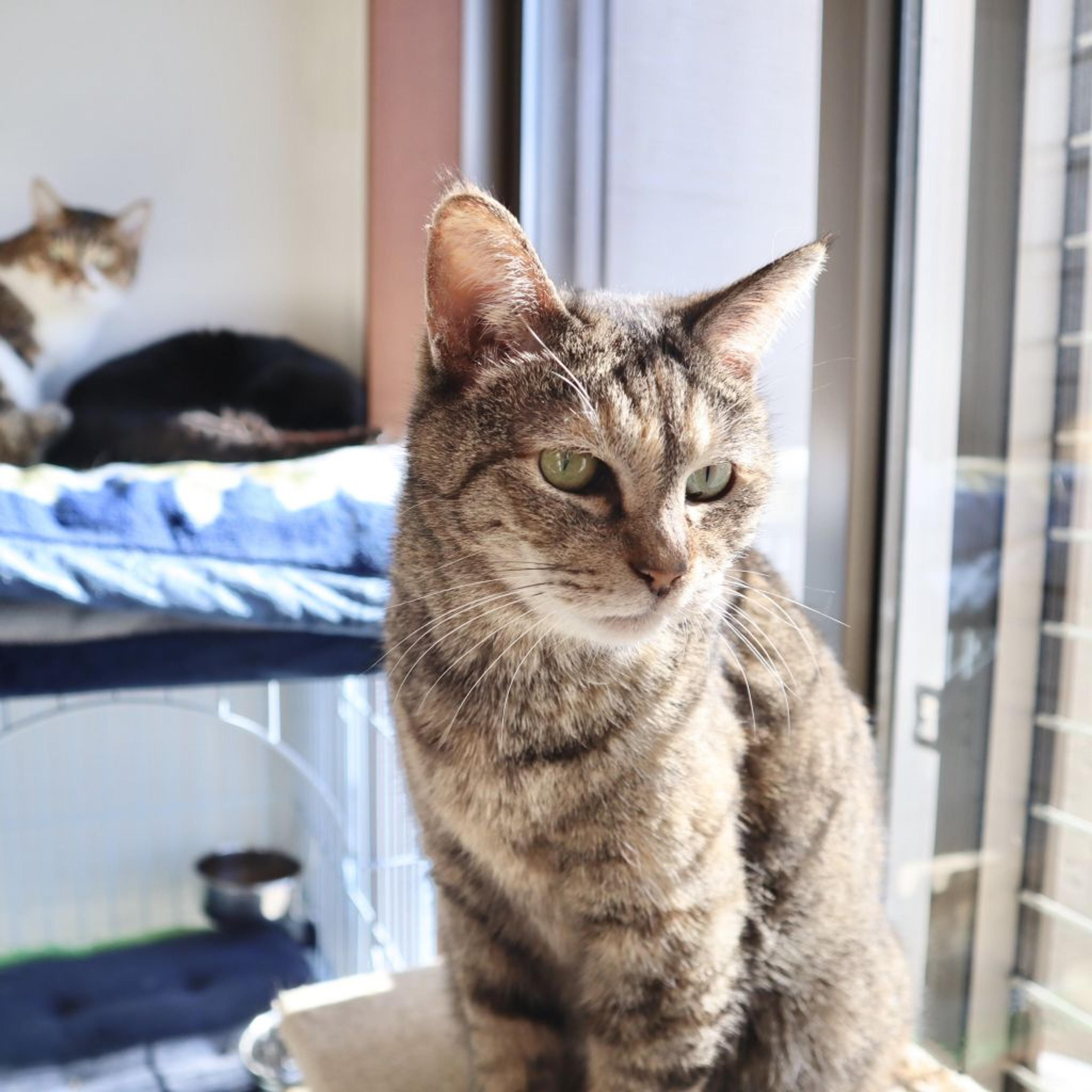 pet-image-3