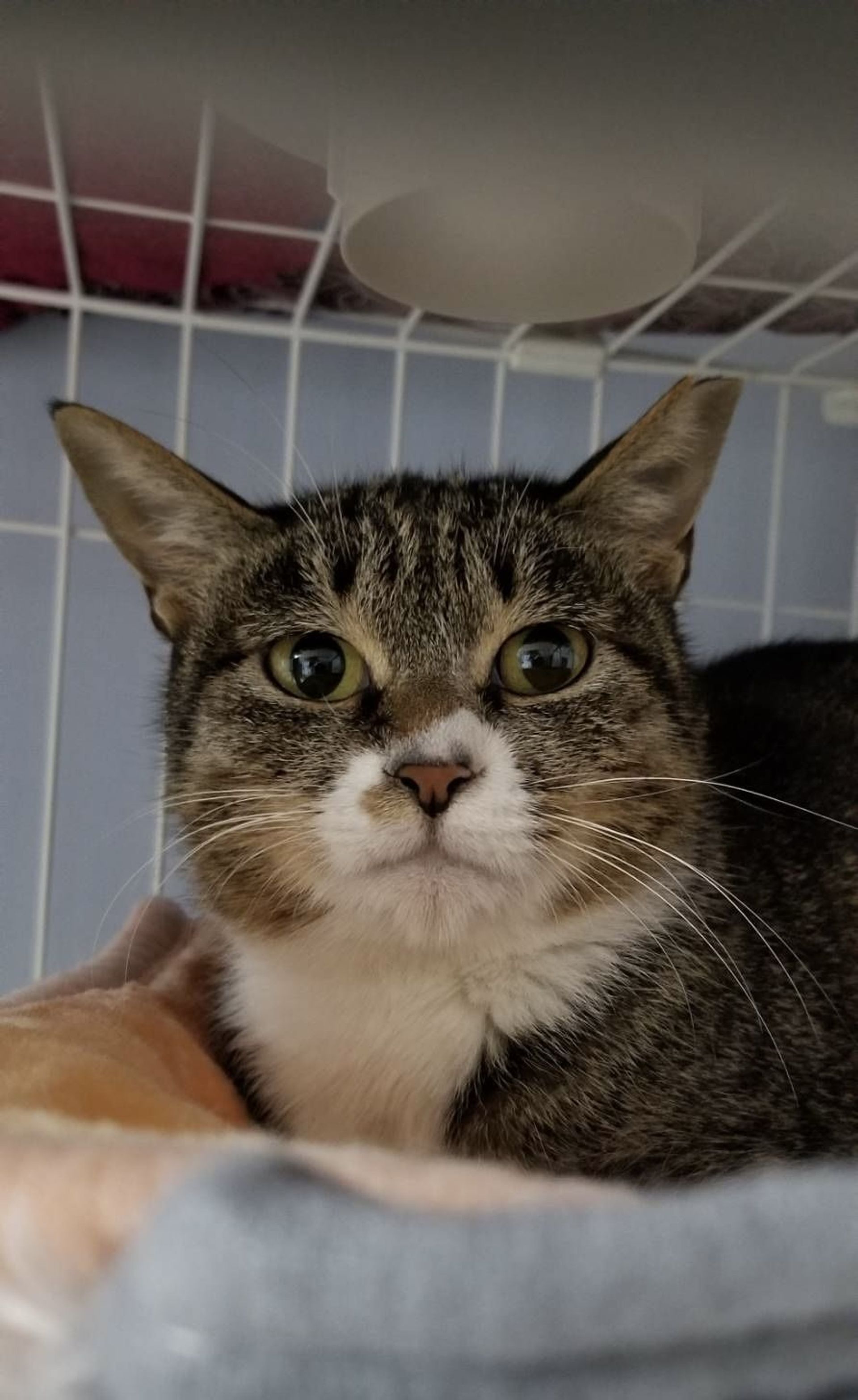 雑種（ミックス猫）・メスの里親募集の写真