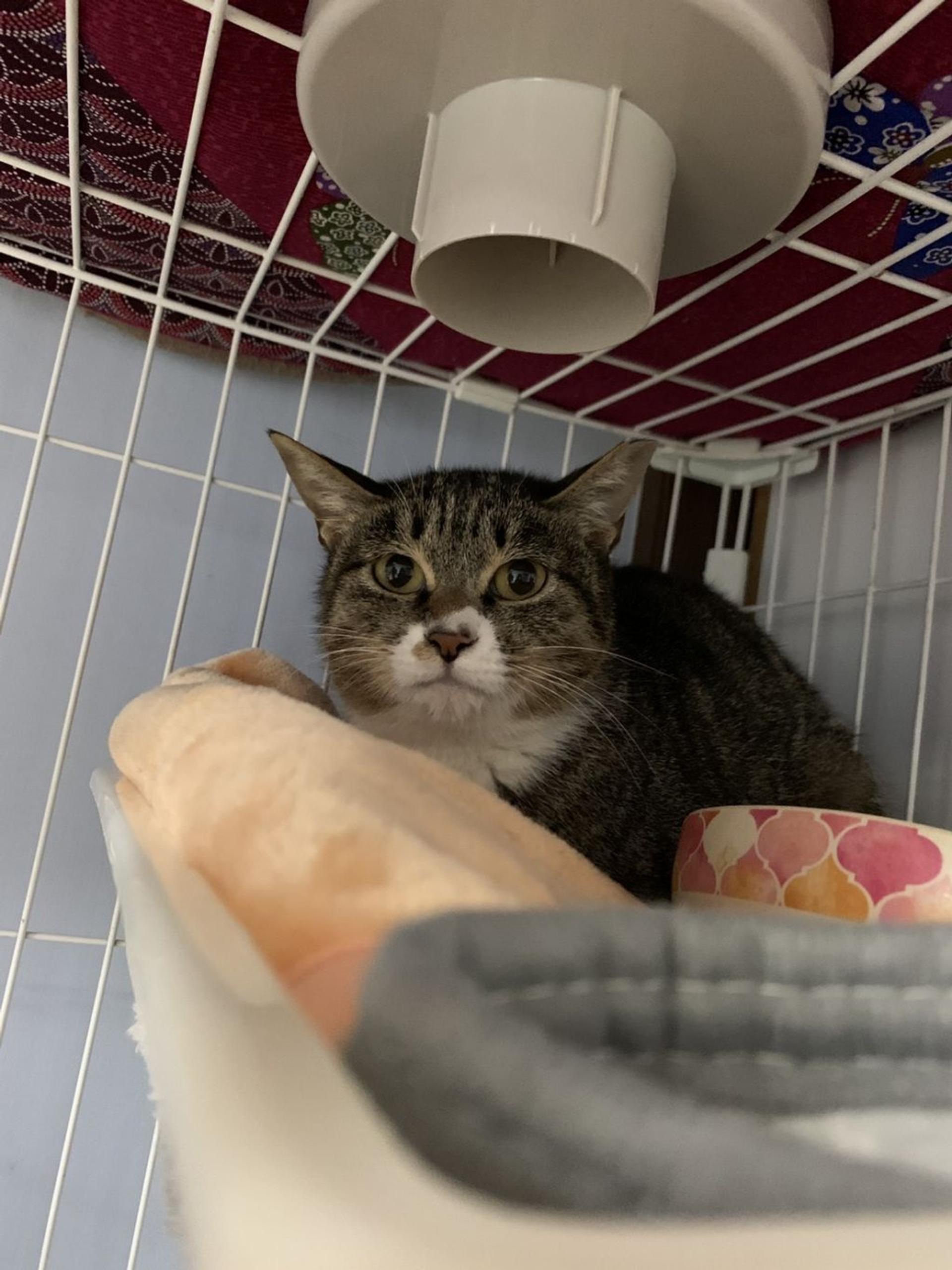 pet-image-9