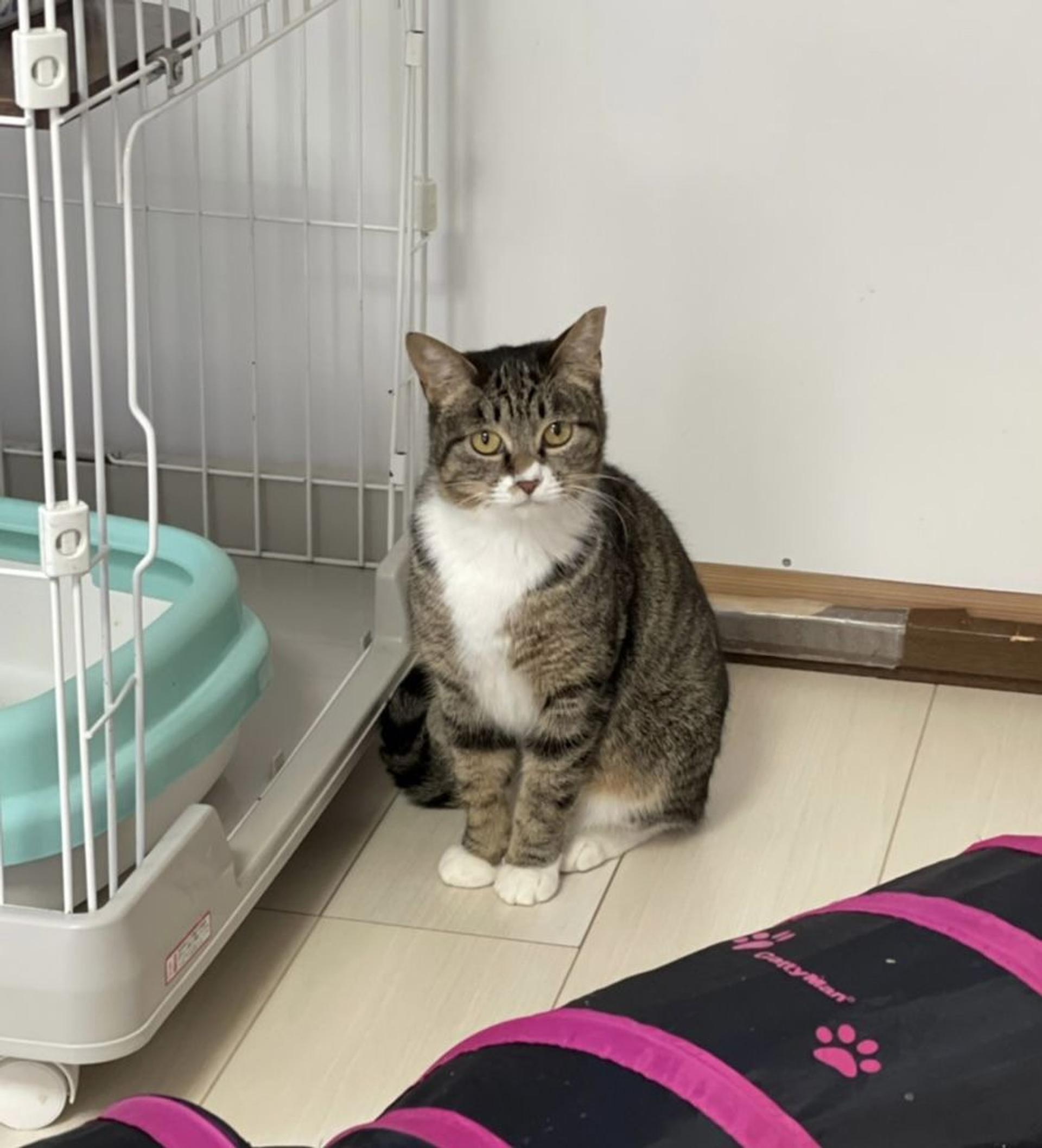 pet-image-6