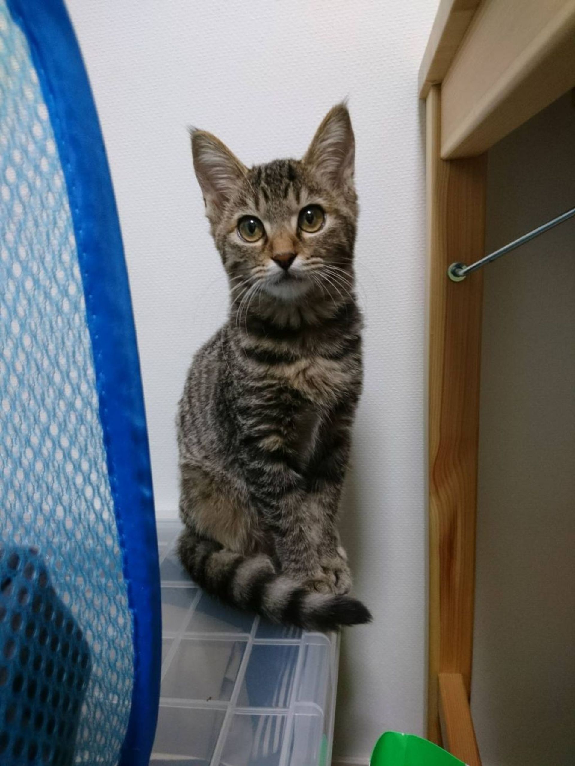 雑種（ミックス猫）・メスの里親募集の写真