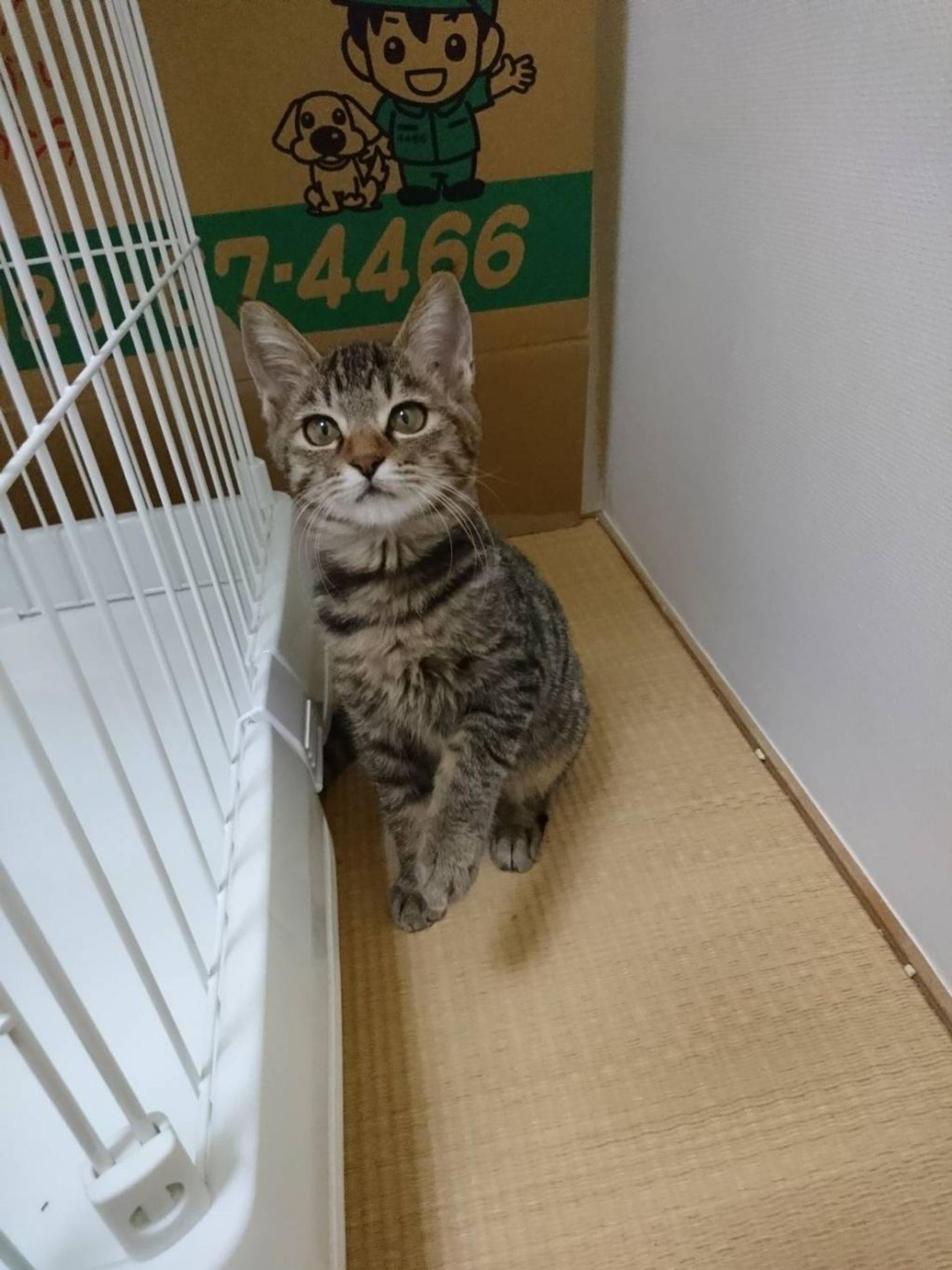 pet-image-2