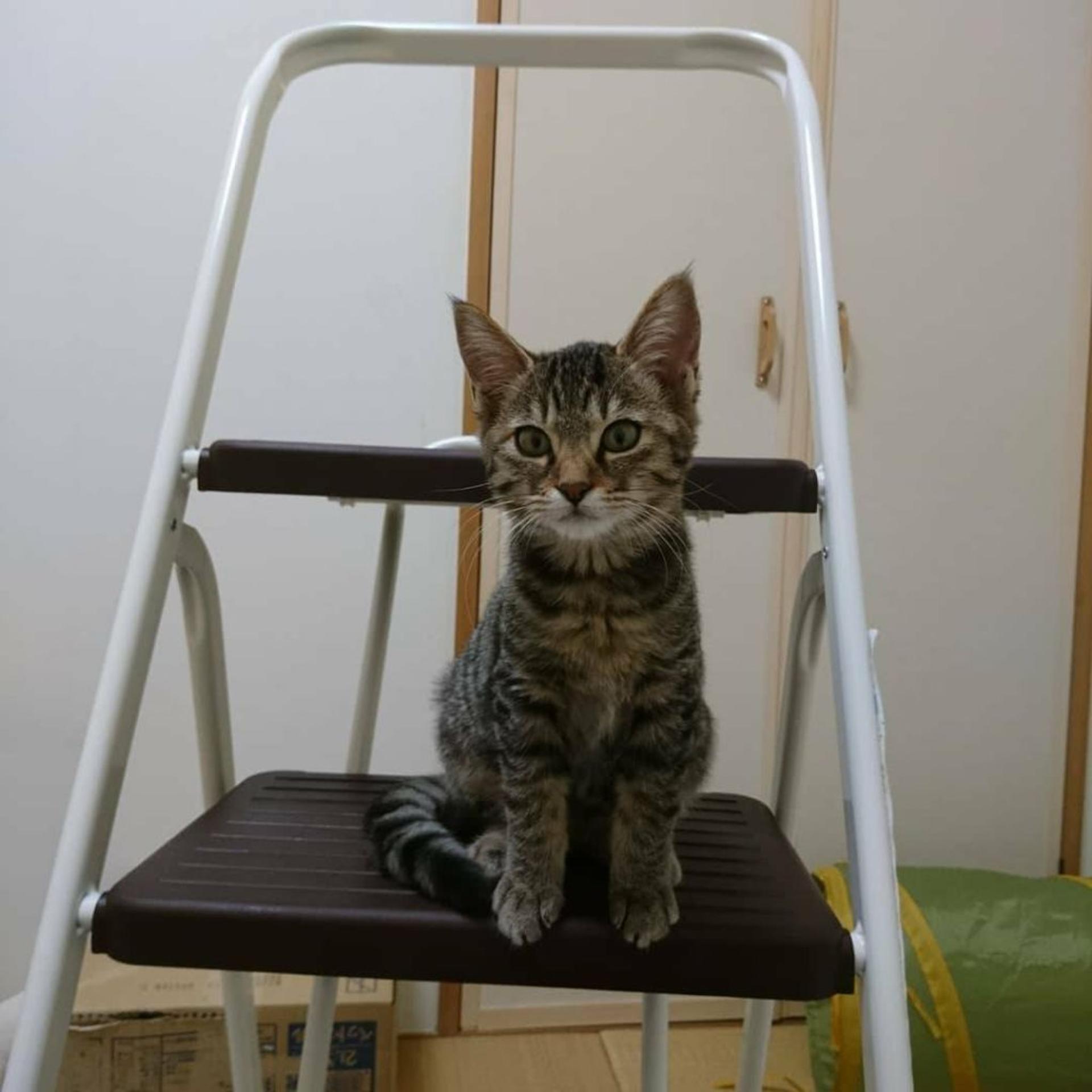 pet-image-3