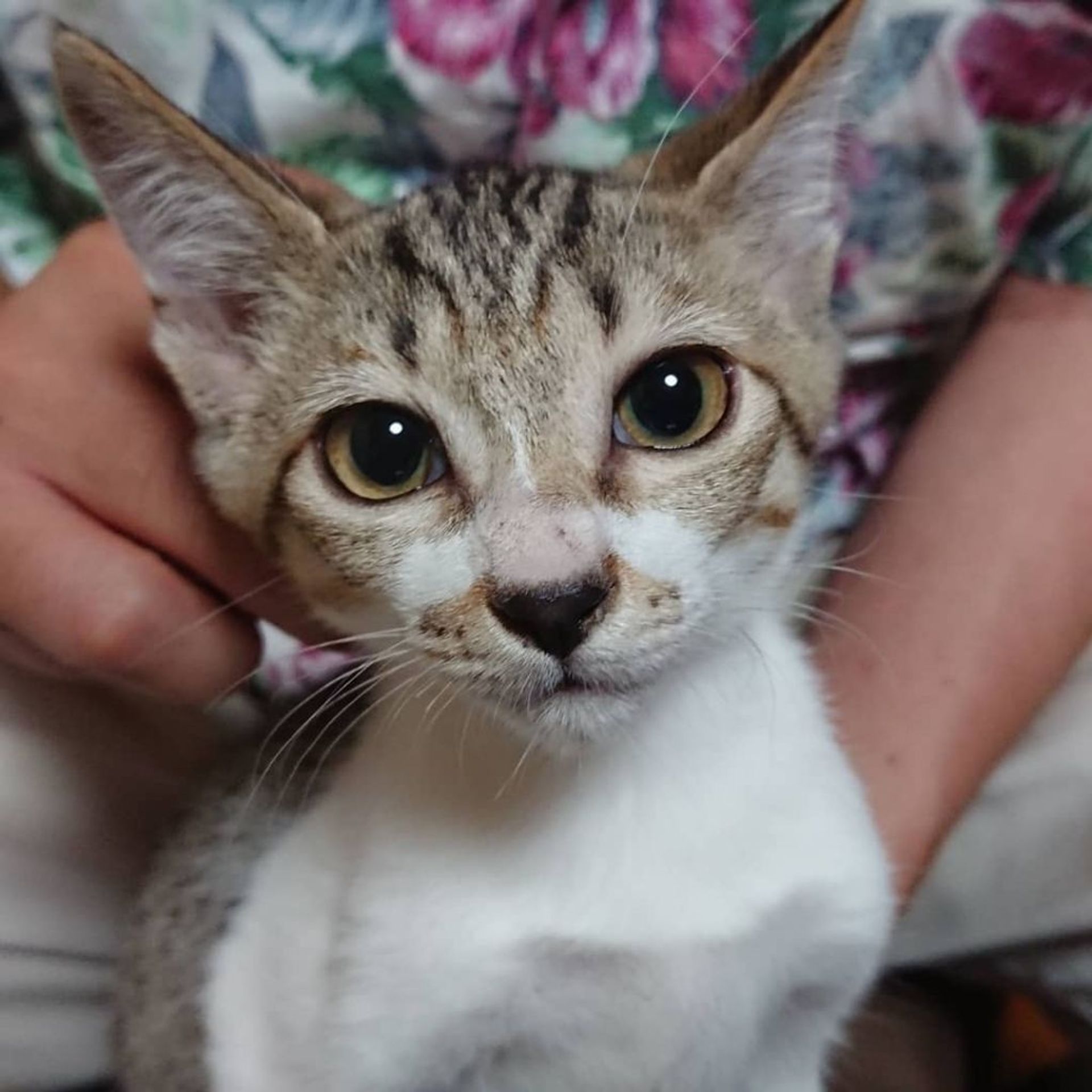雑種（ミックス猫）・メスの里親募集の写真