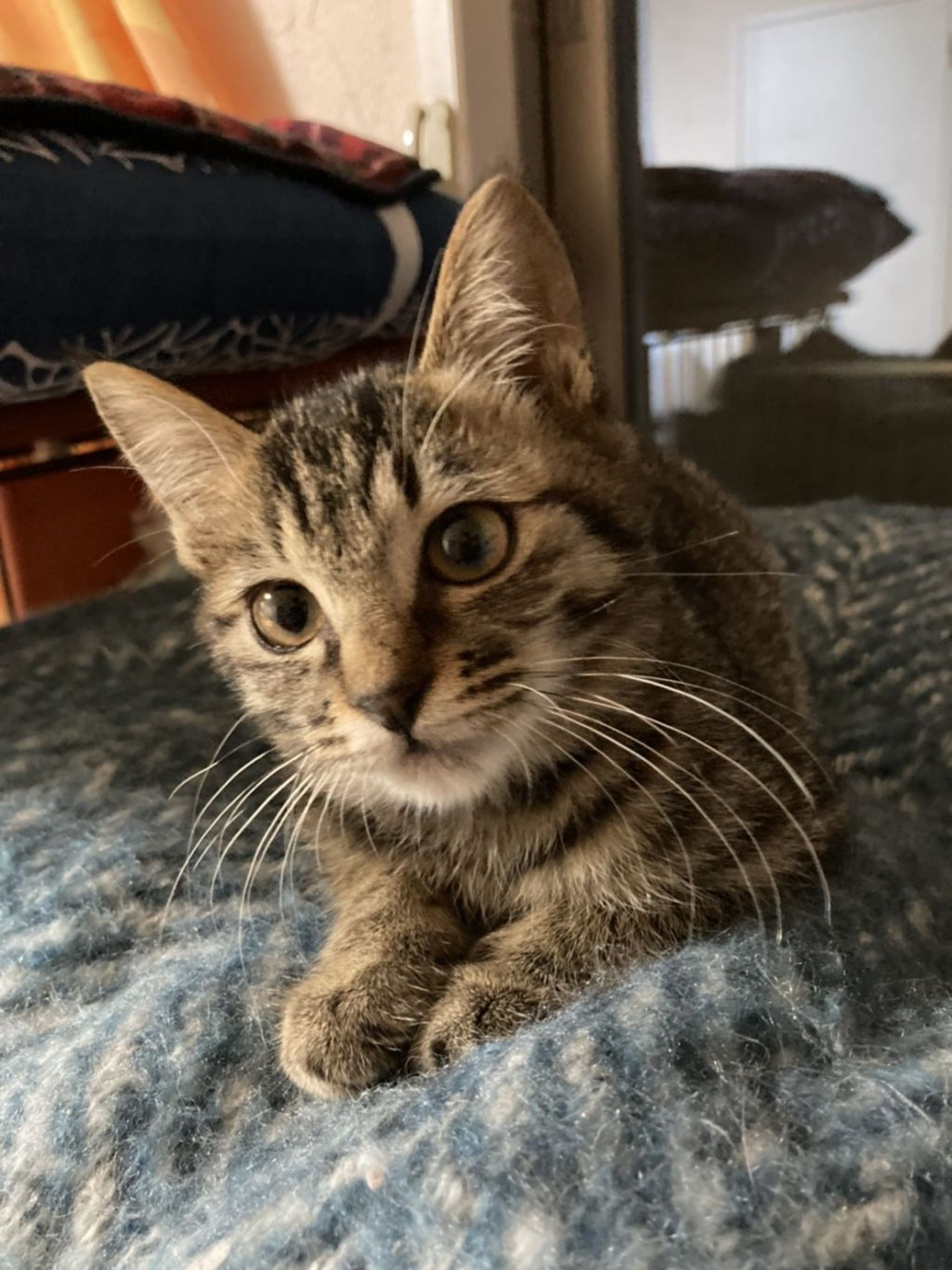 雑種（ミックス猫）・メスの里親募集の写真
