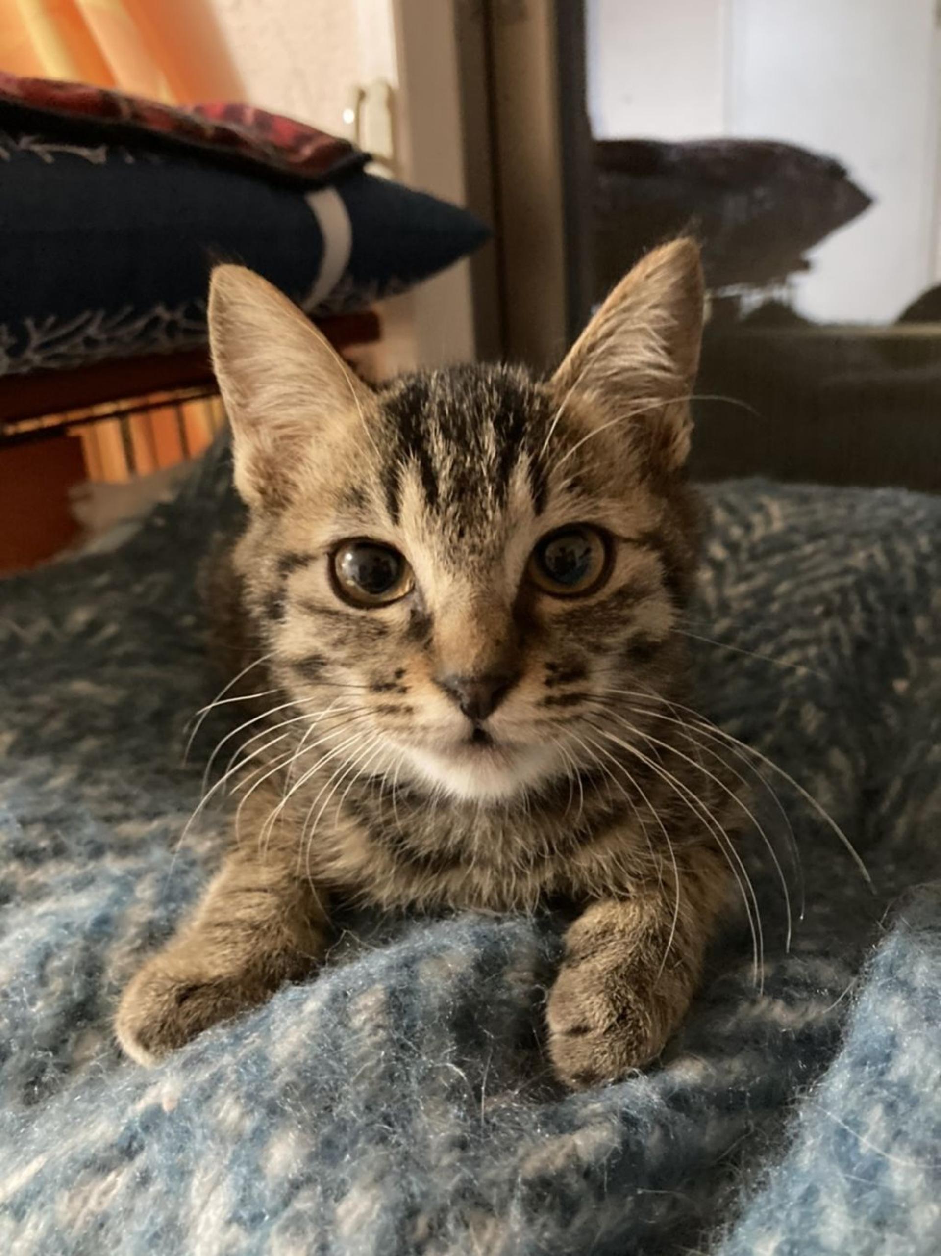 pet-image-3