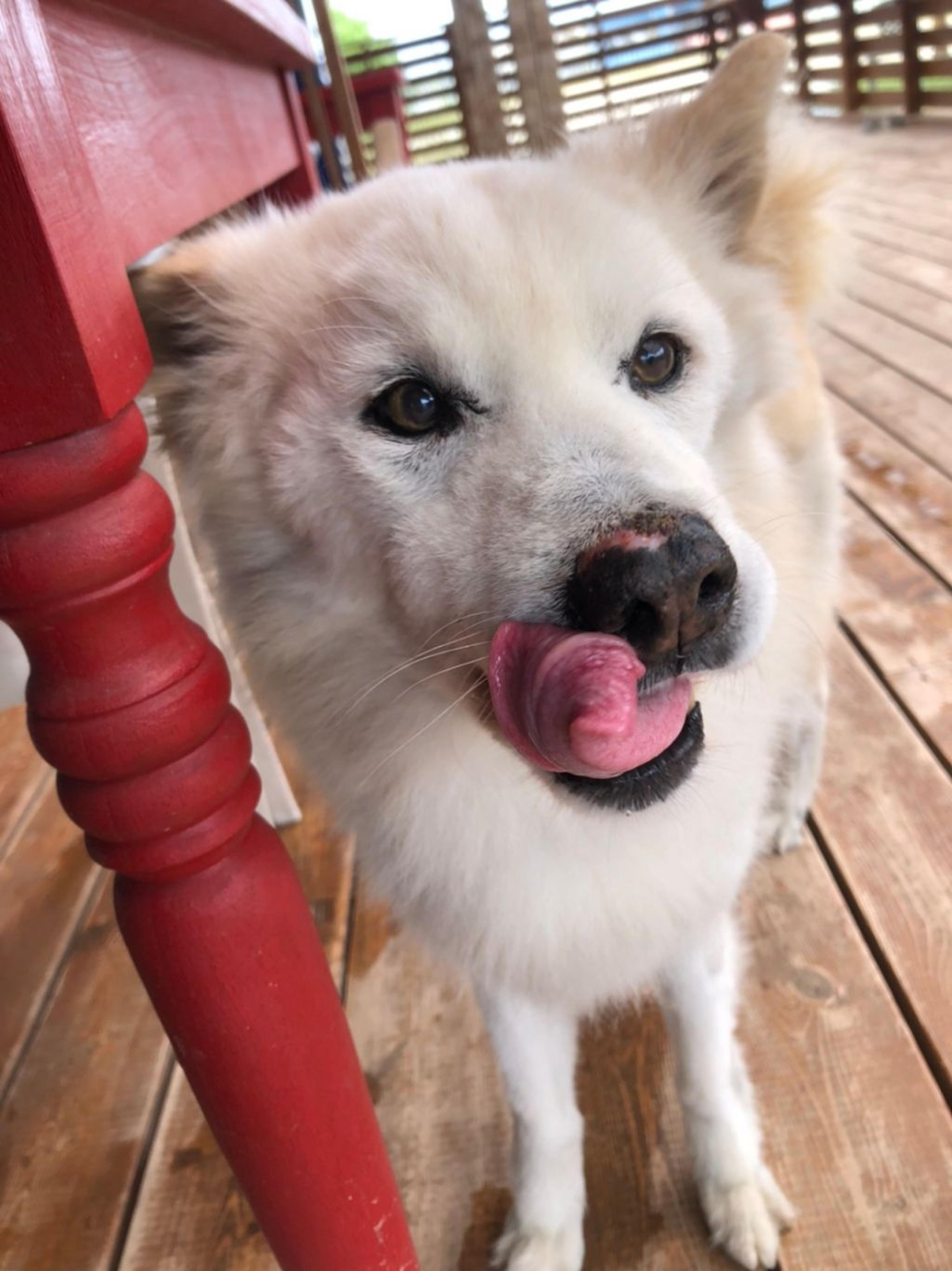 pet-image-4