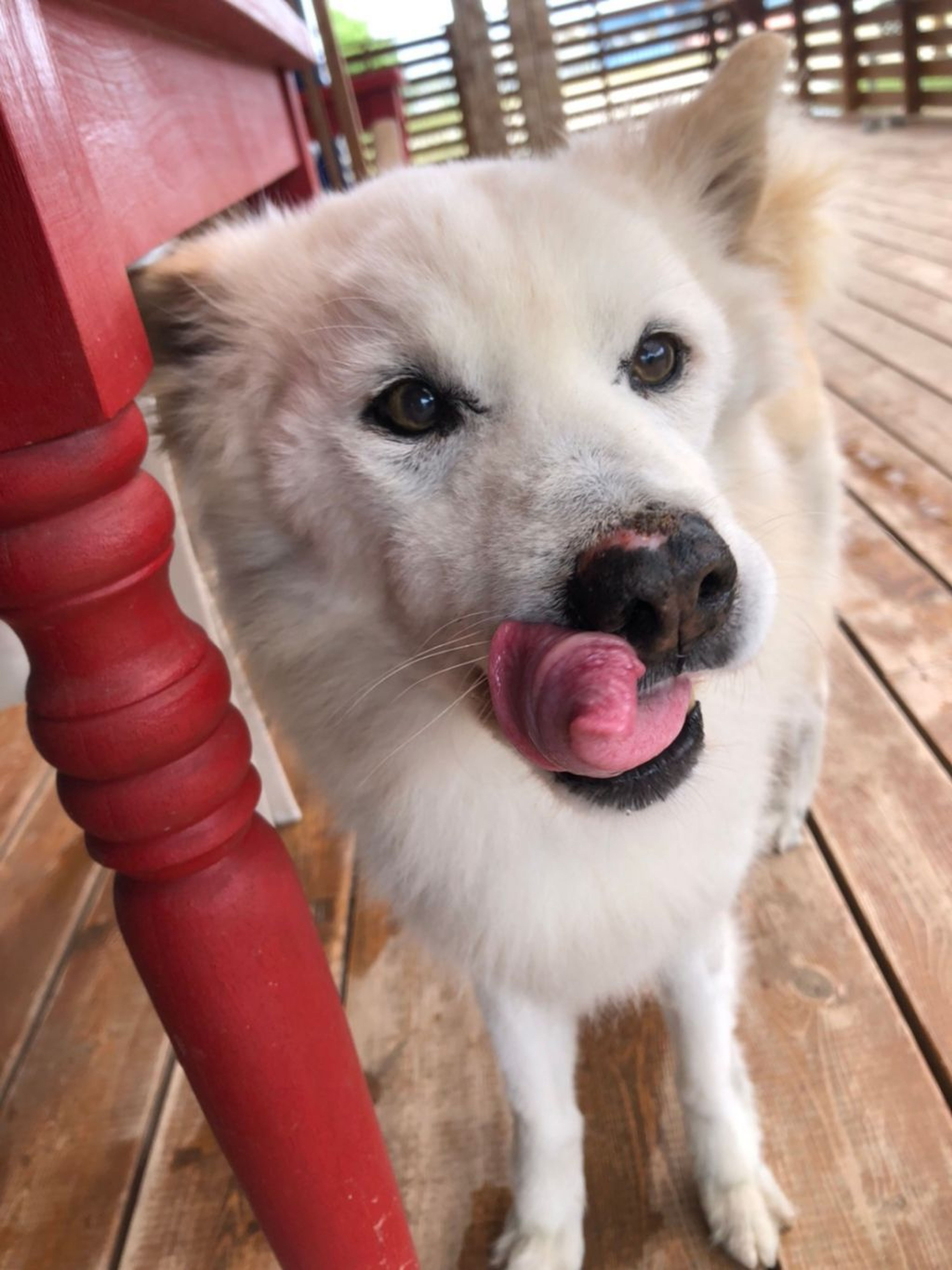 pet-image-4