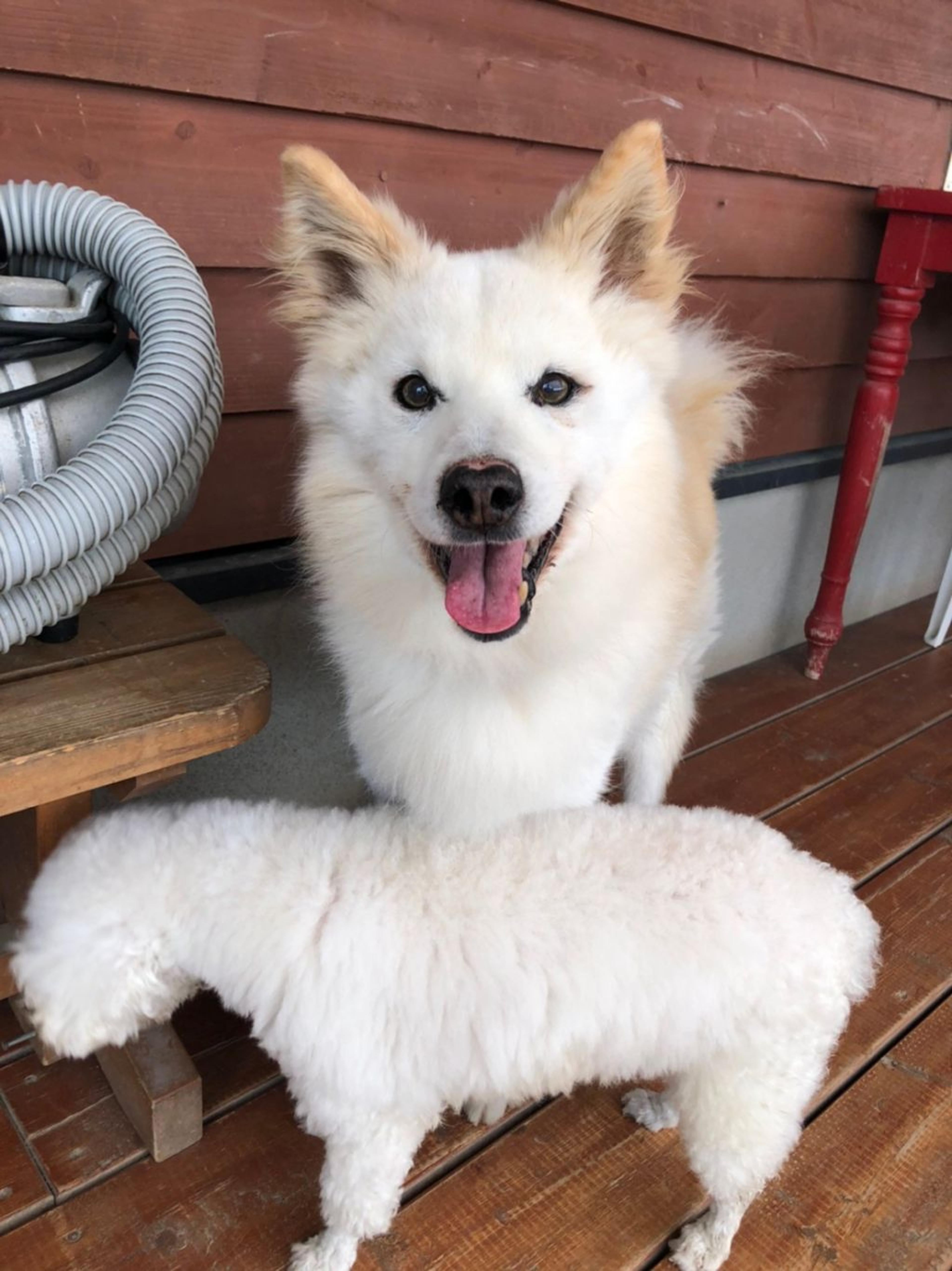 pet-image-5