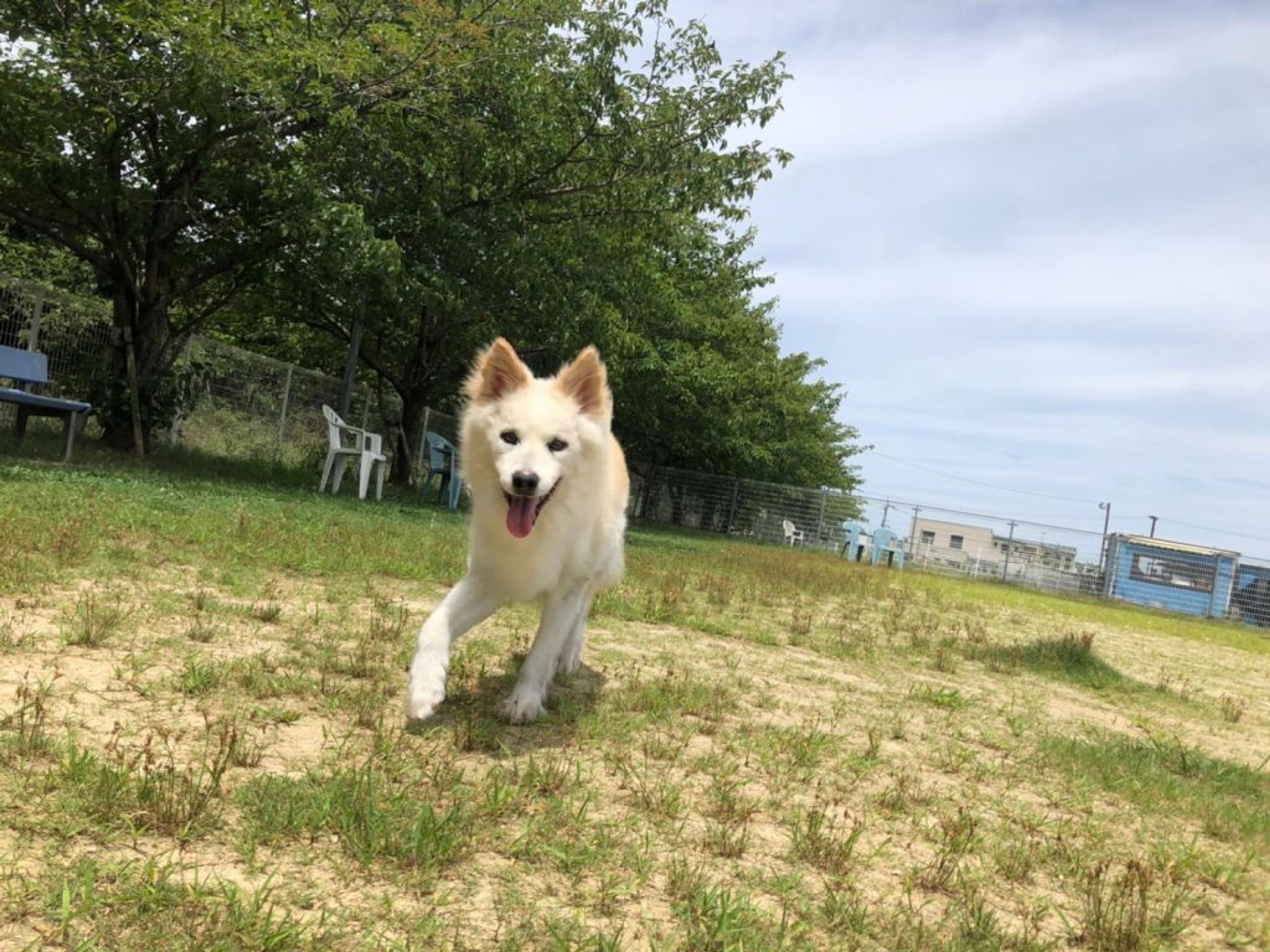 pet-image-6
