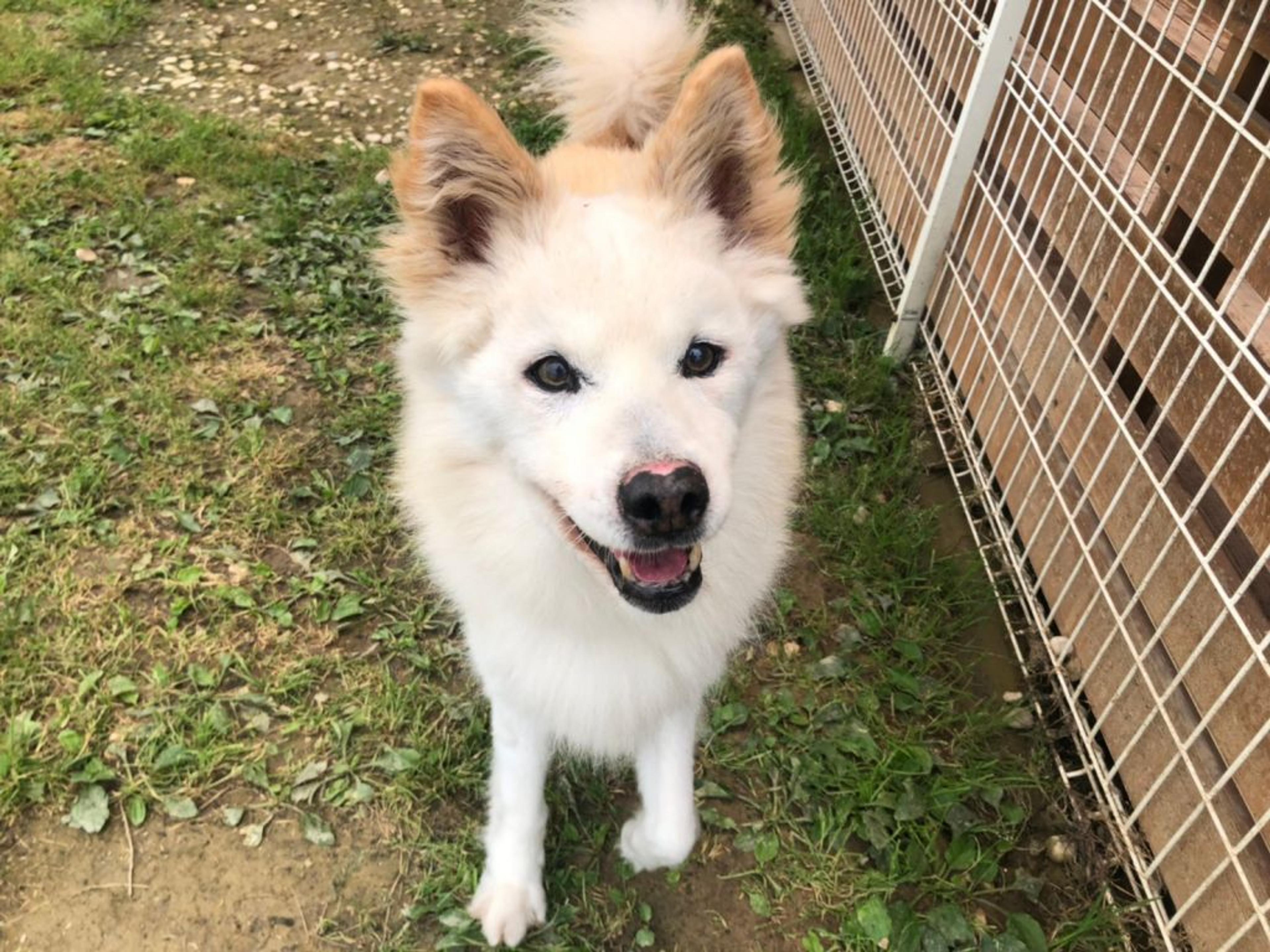 pet-image-7