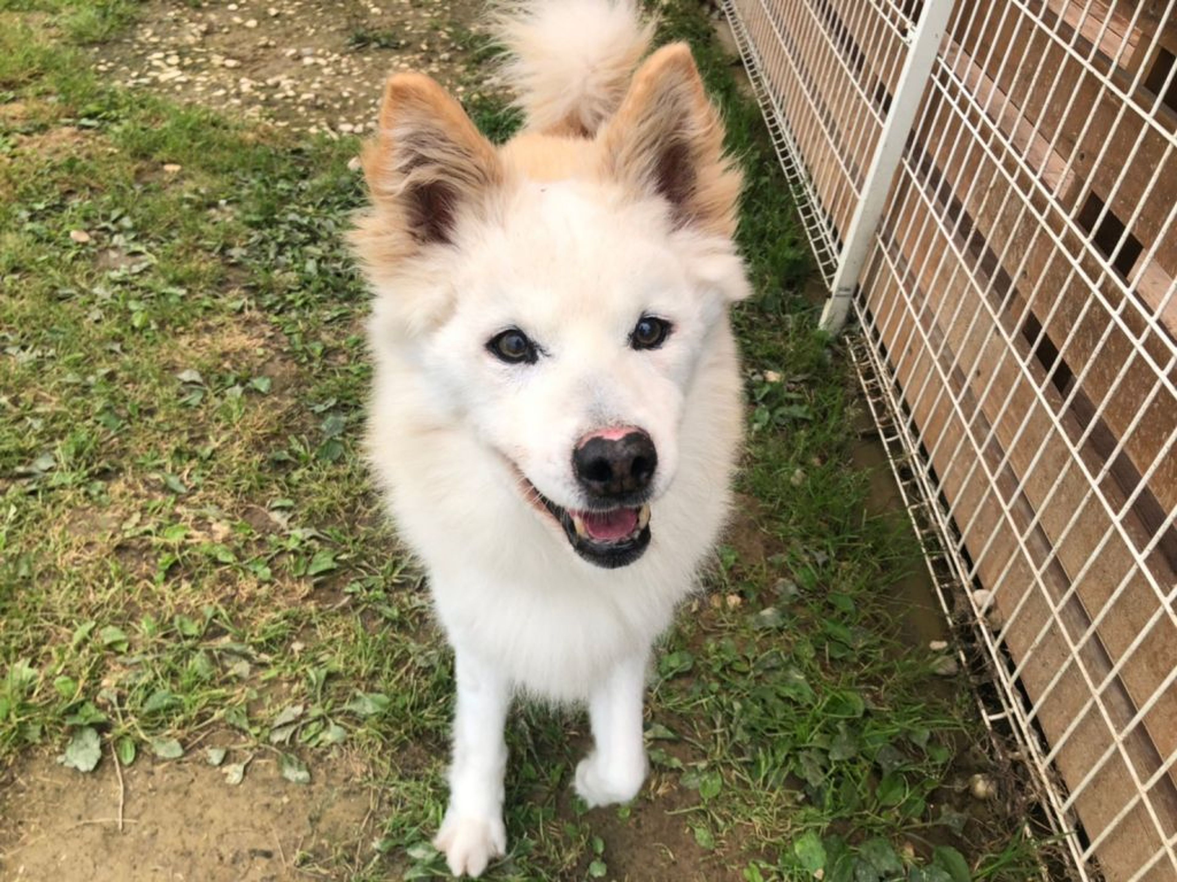pet-image-7