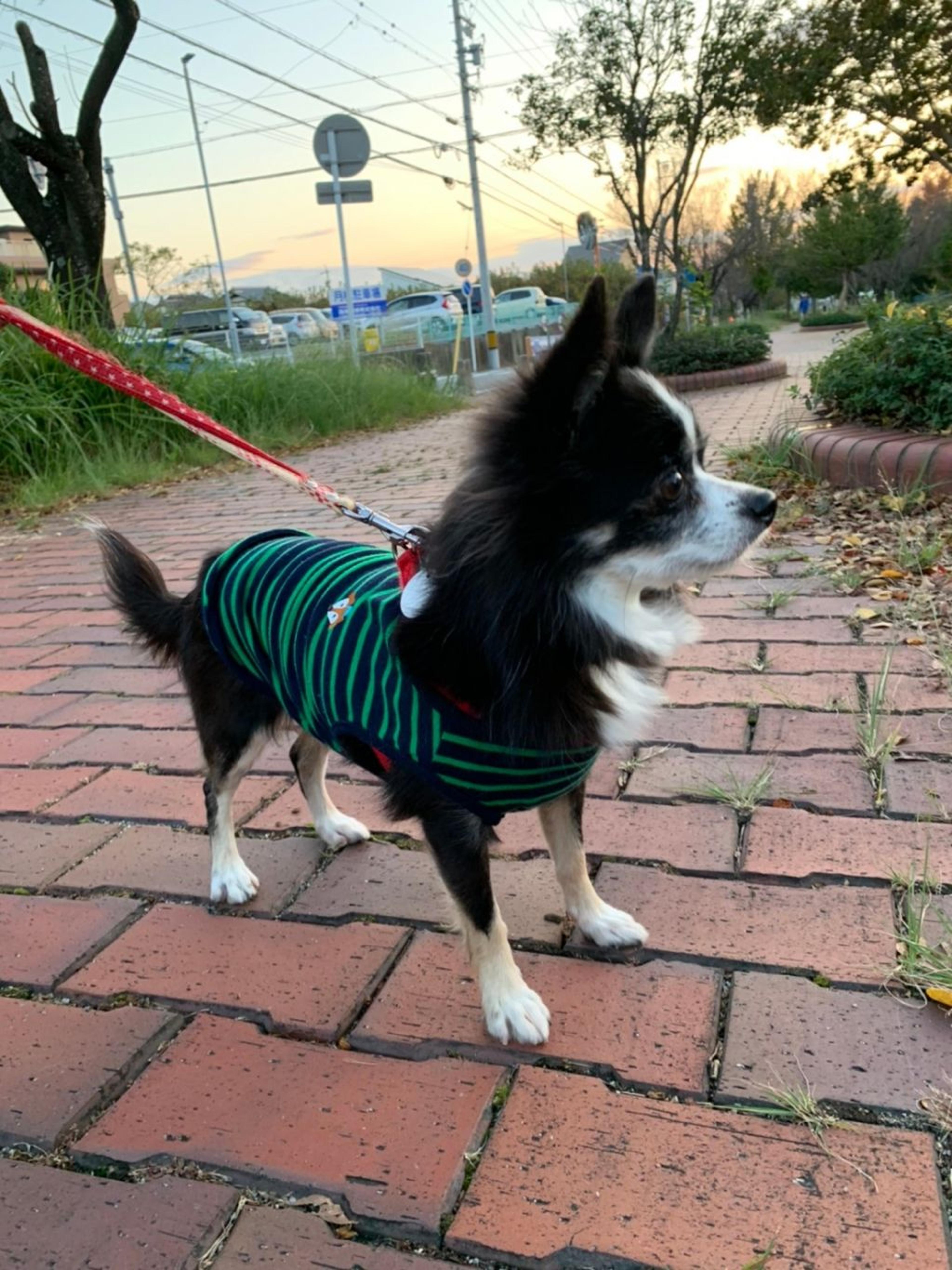 pet-image-5