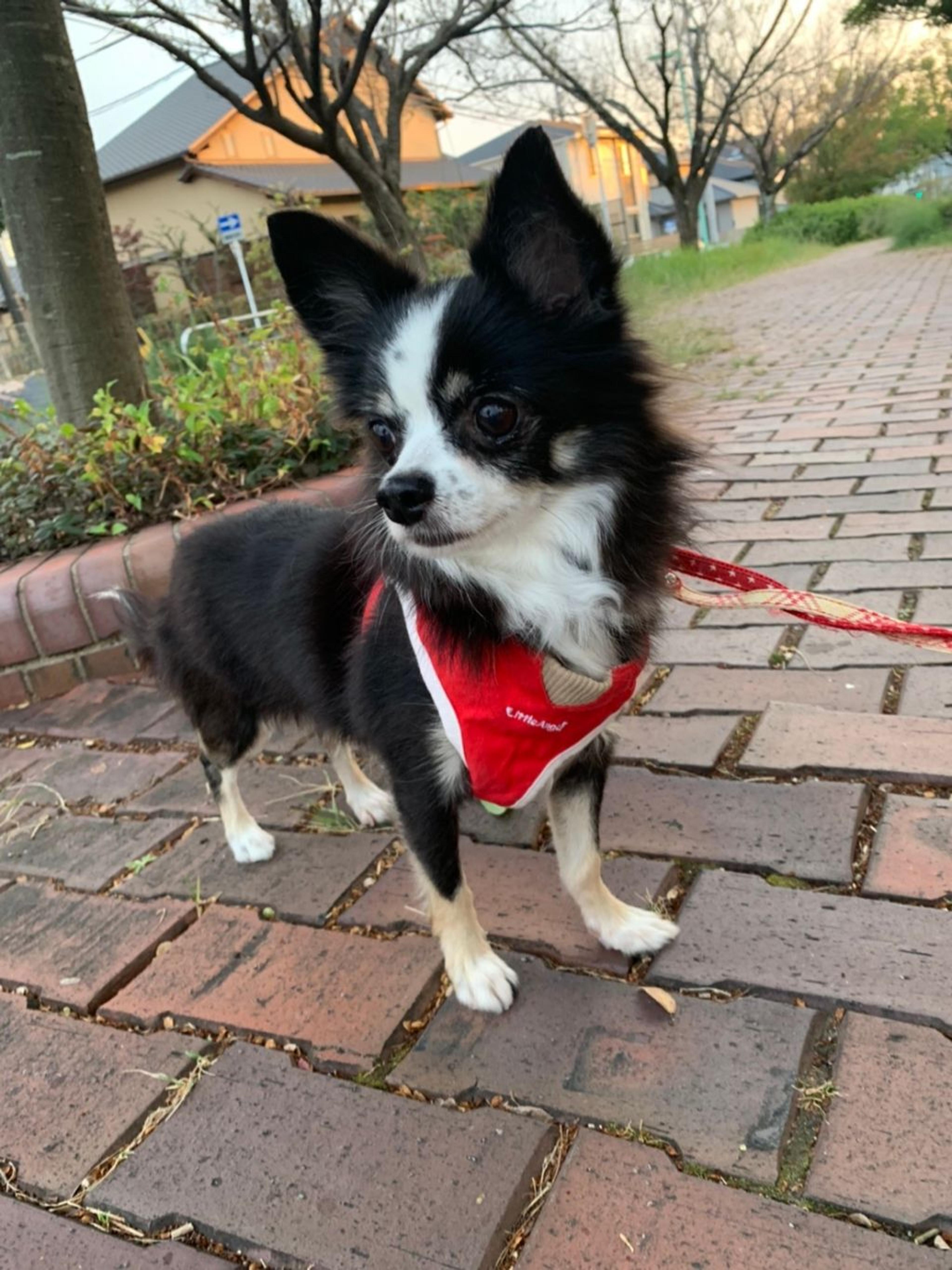 pet-image-6