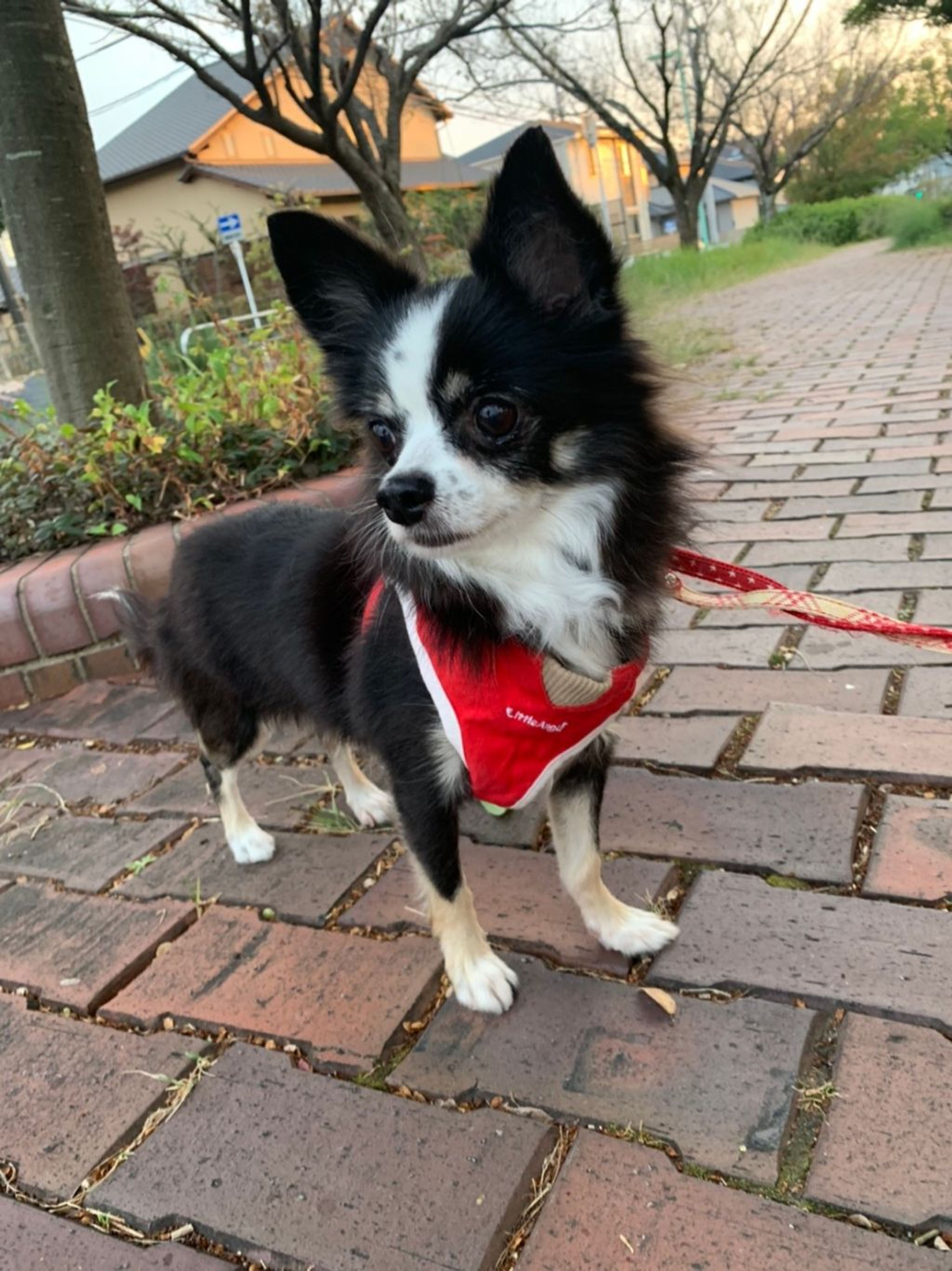 pet-image-6