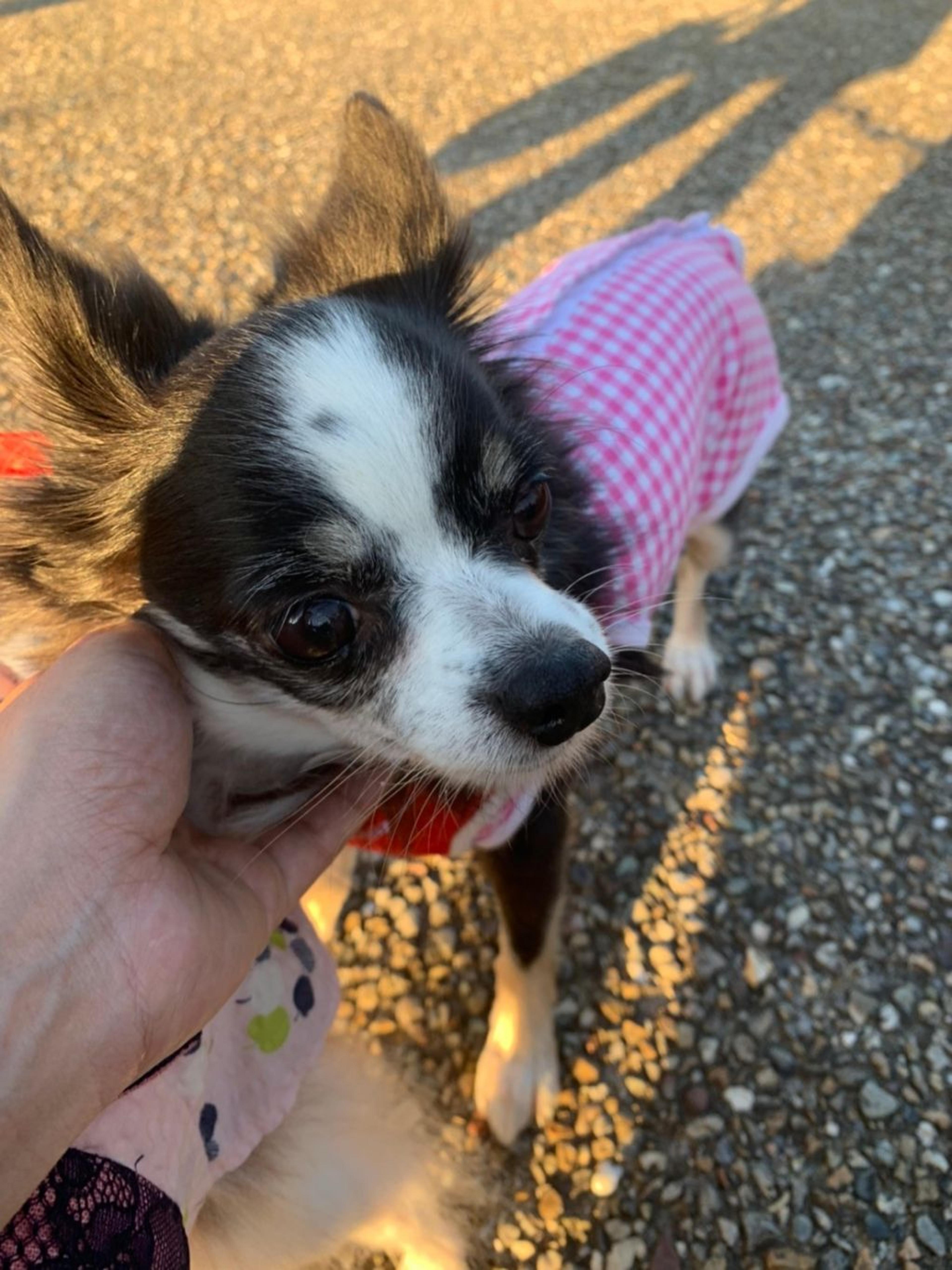 pet-image-8