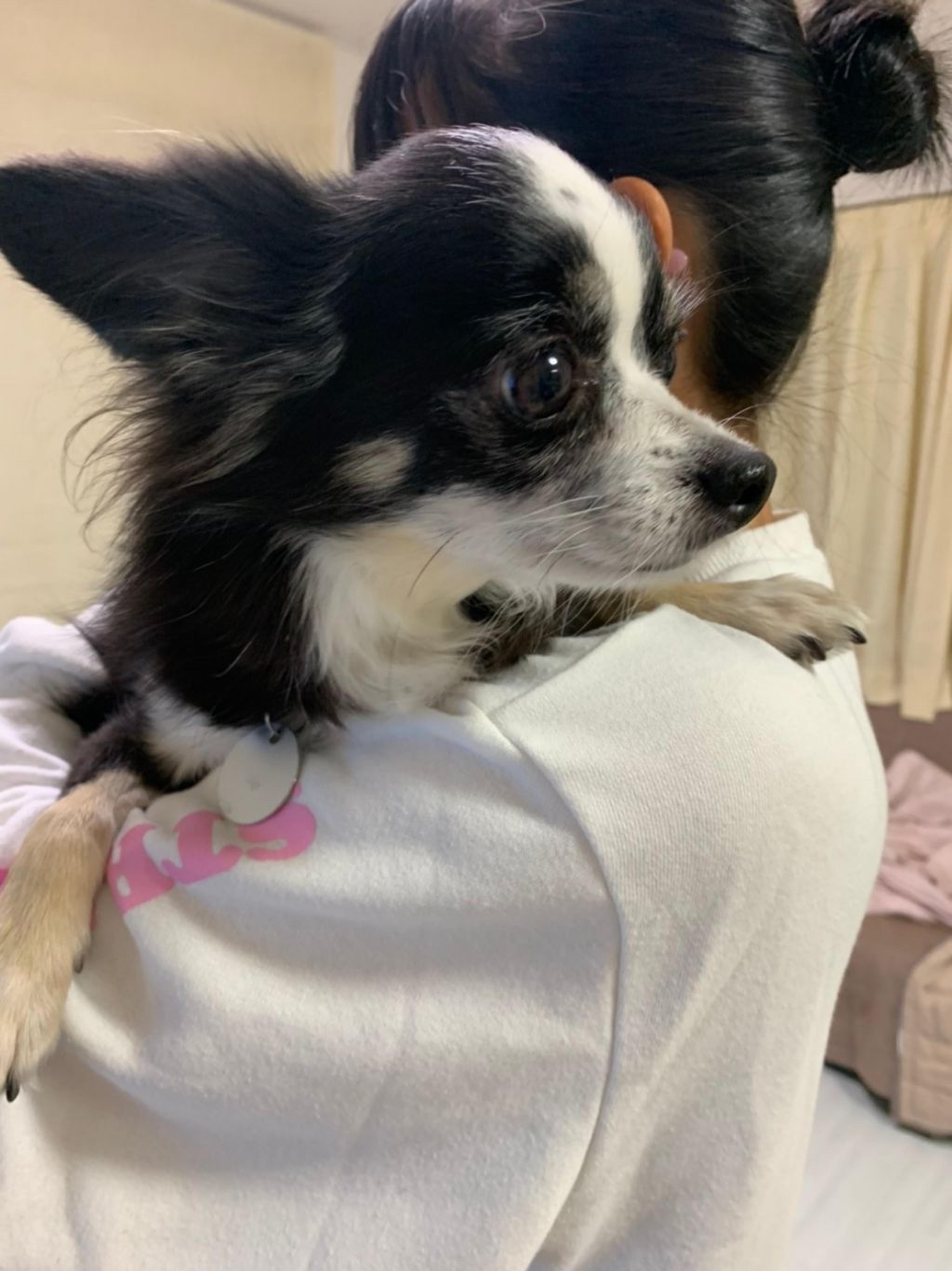 pet-image-9