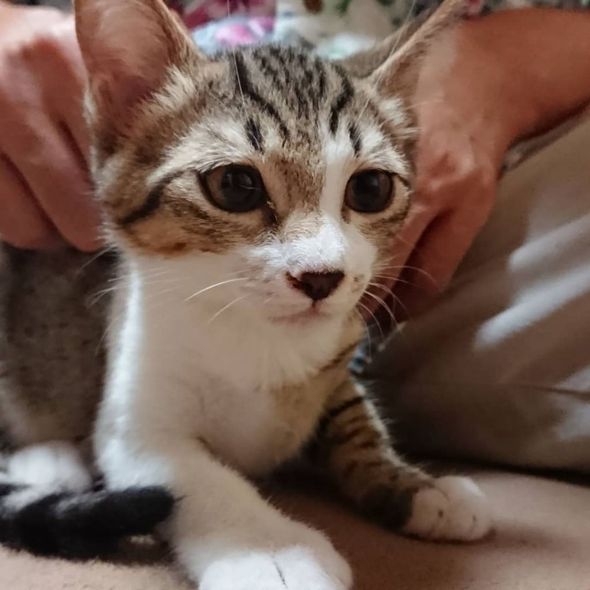 雑種（ミックス猫）・メスの里親募集の写真