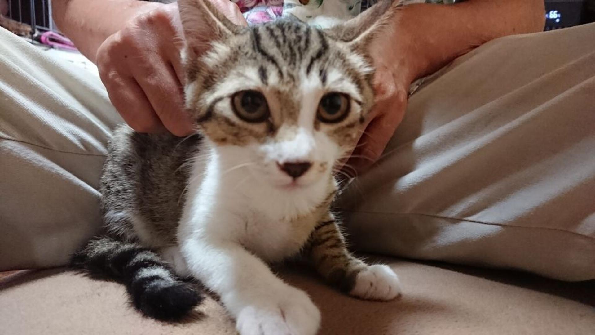 pet-image-2