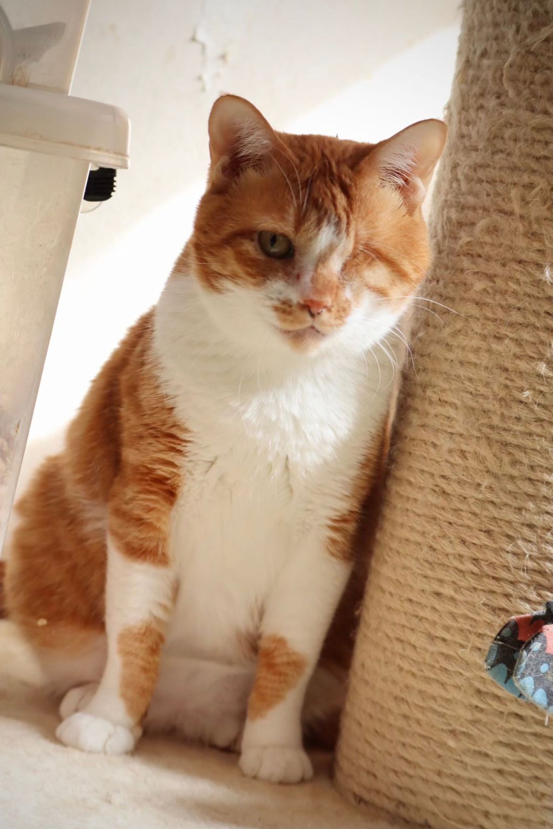 雑種（ミックス猫）・オスの里親募集の写真
