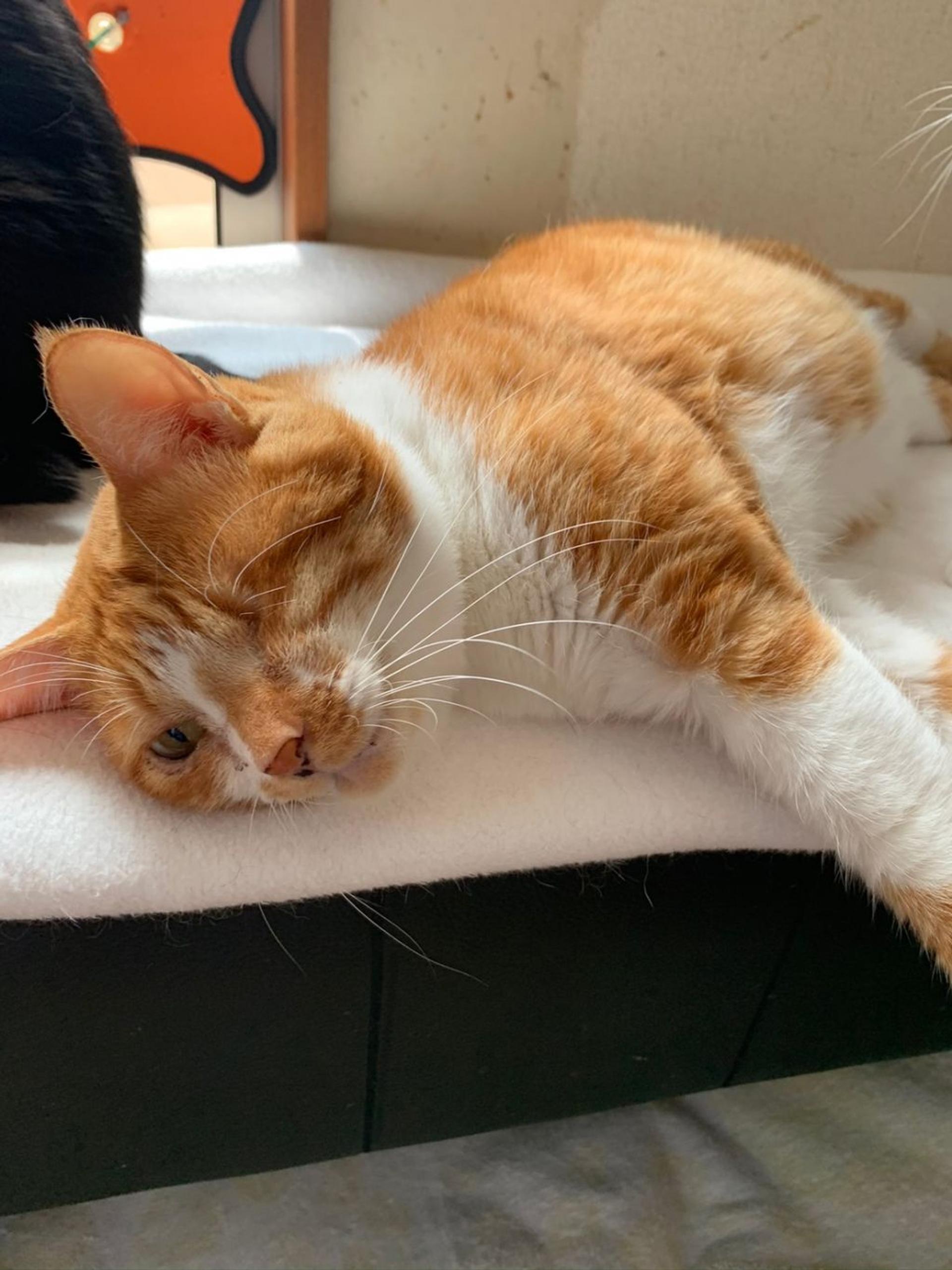 pet-image-7