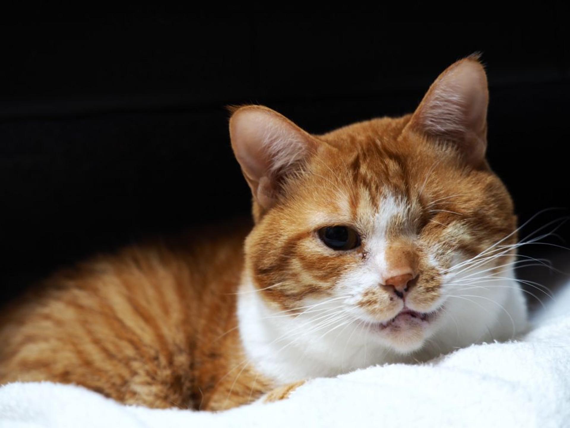 pet-image-8