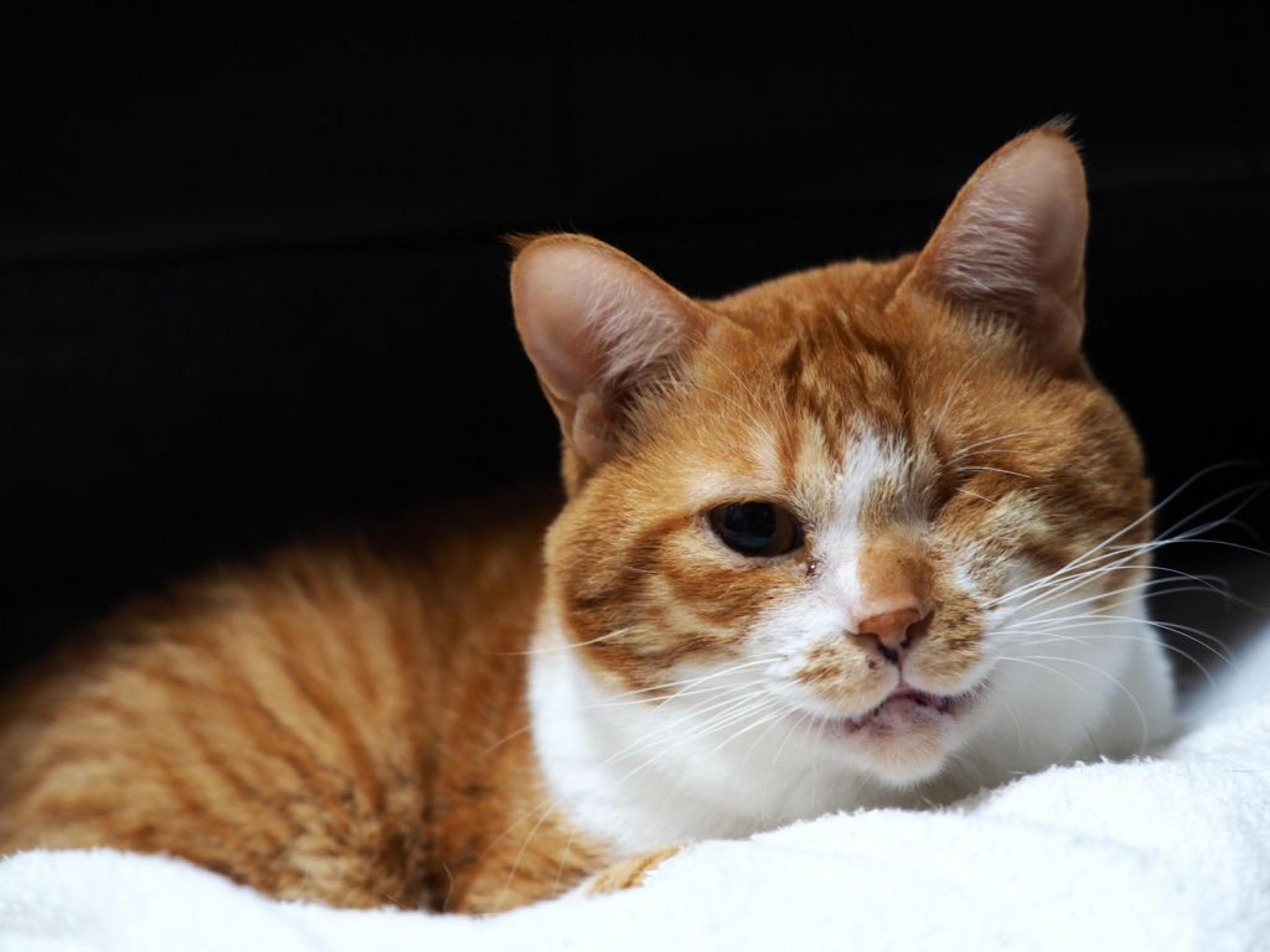 pet-image-8