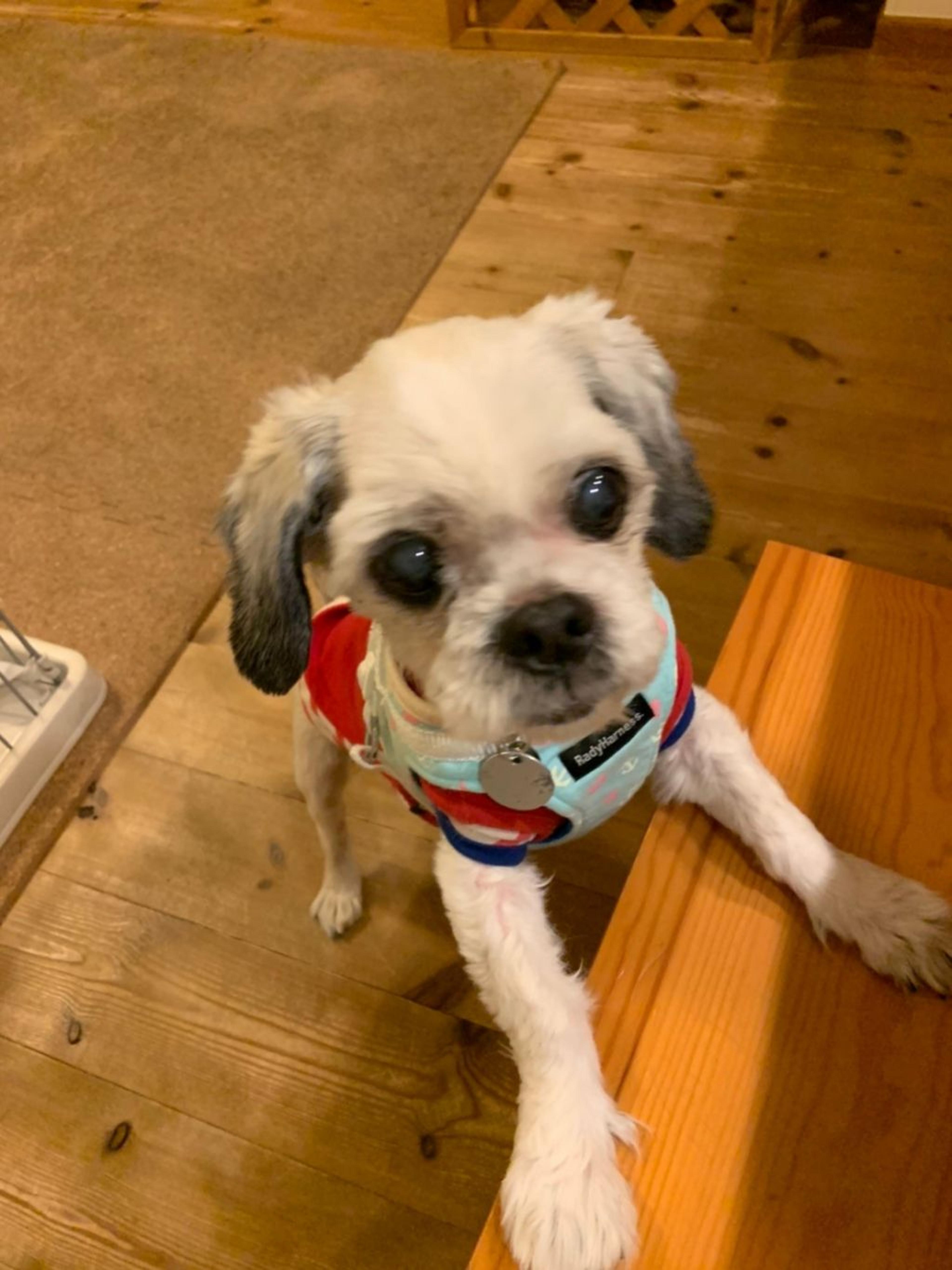 pet-image-6