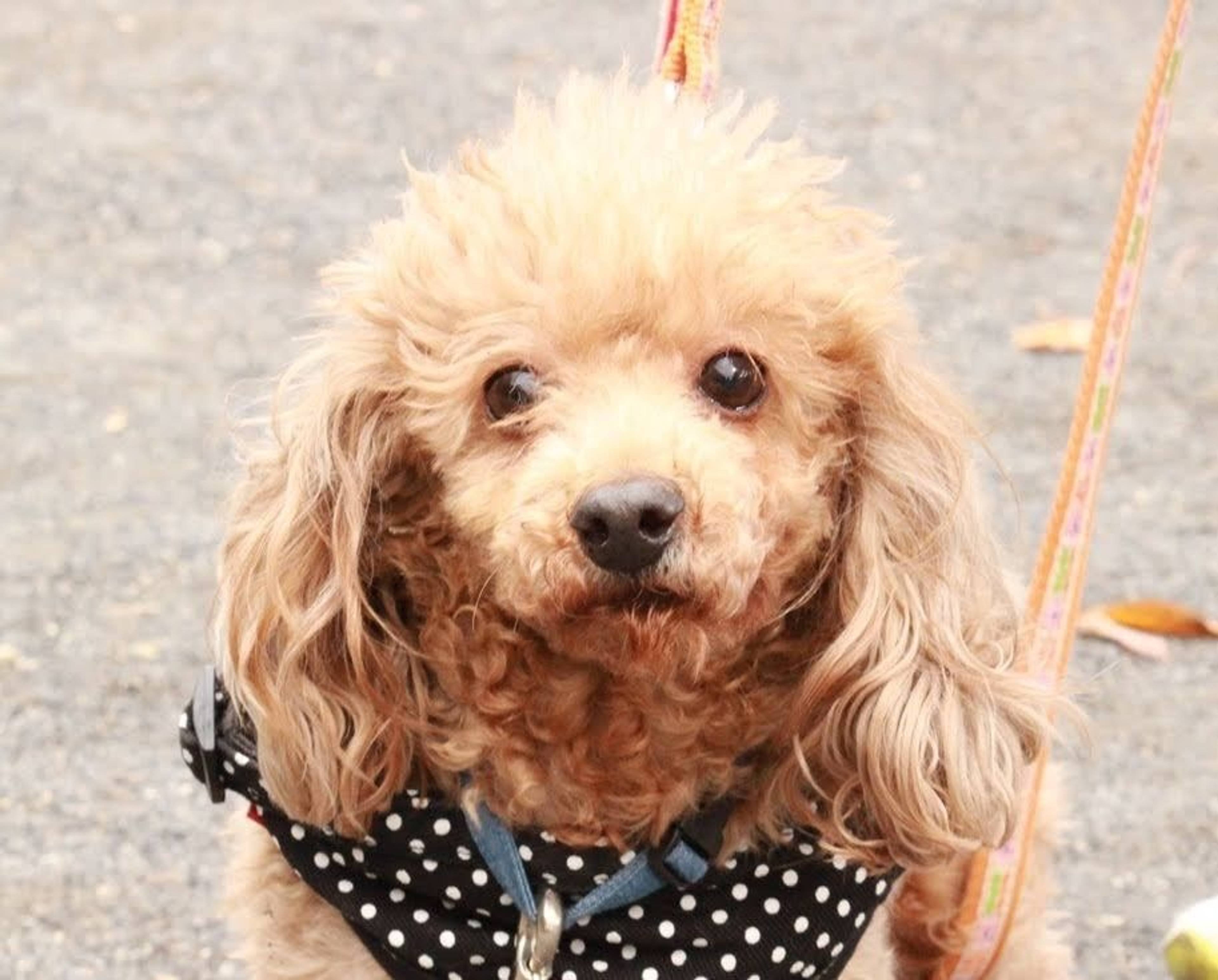 雑種（ミックス犬）・メスの里親募集の写真