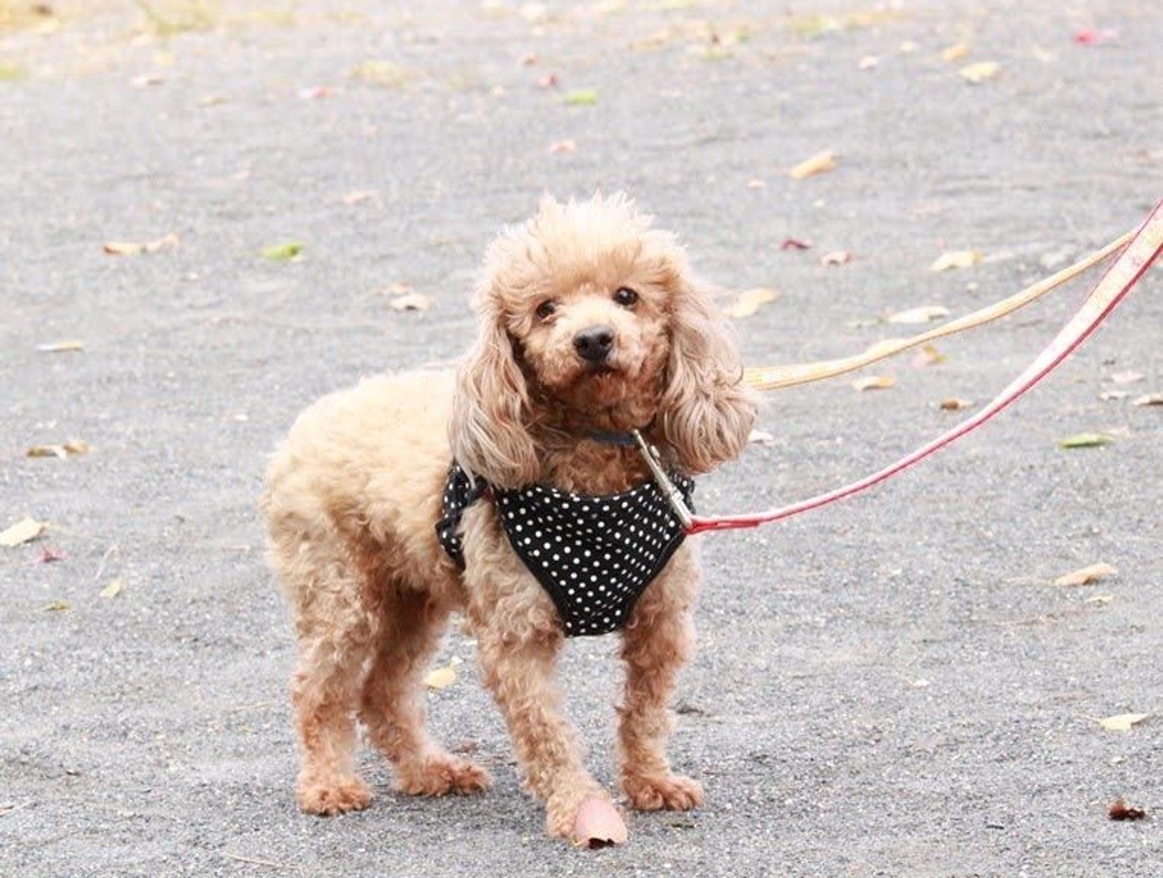 pet-image-3