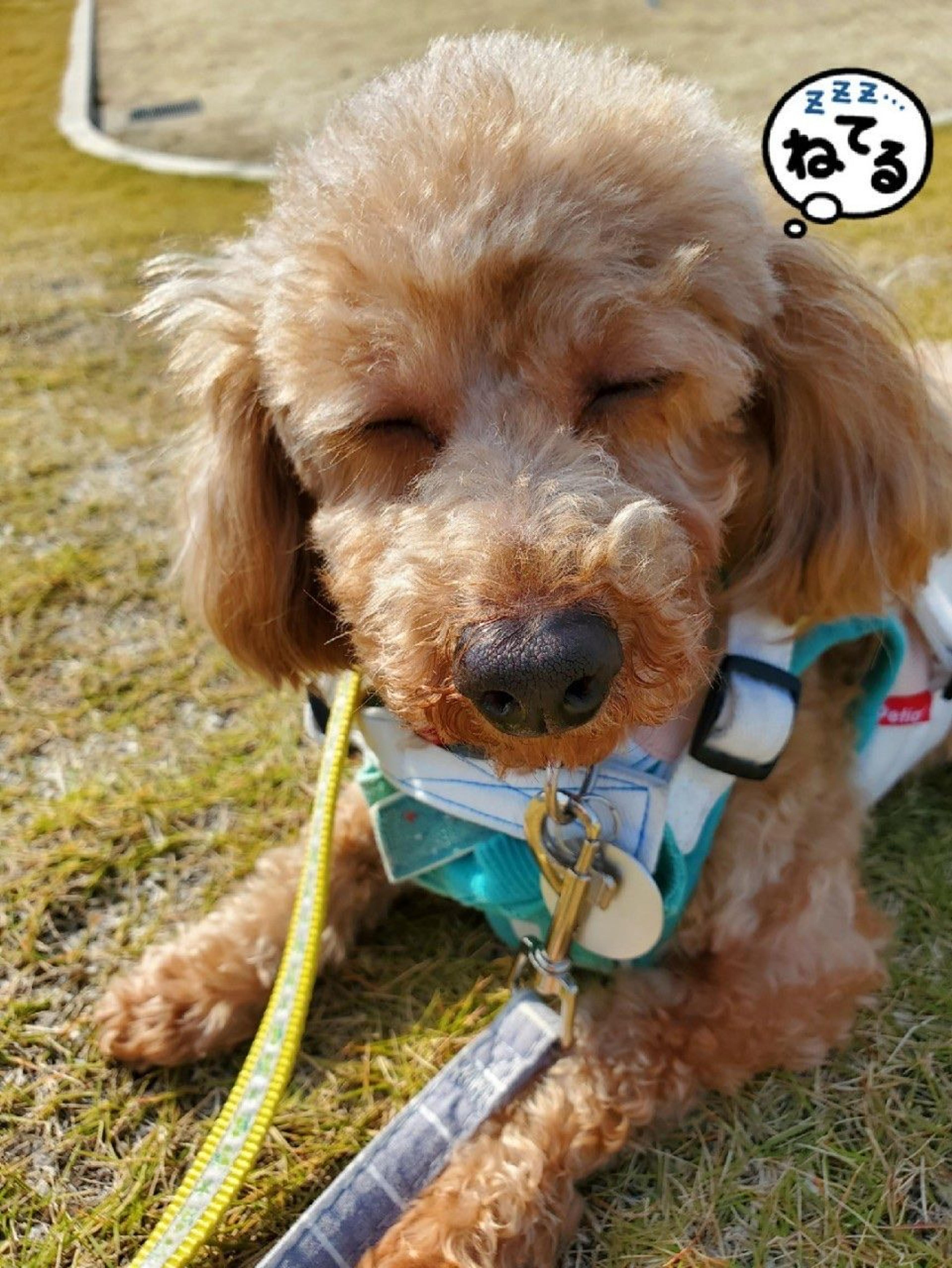 pet-image-4