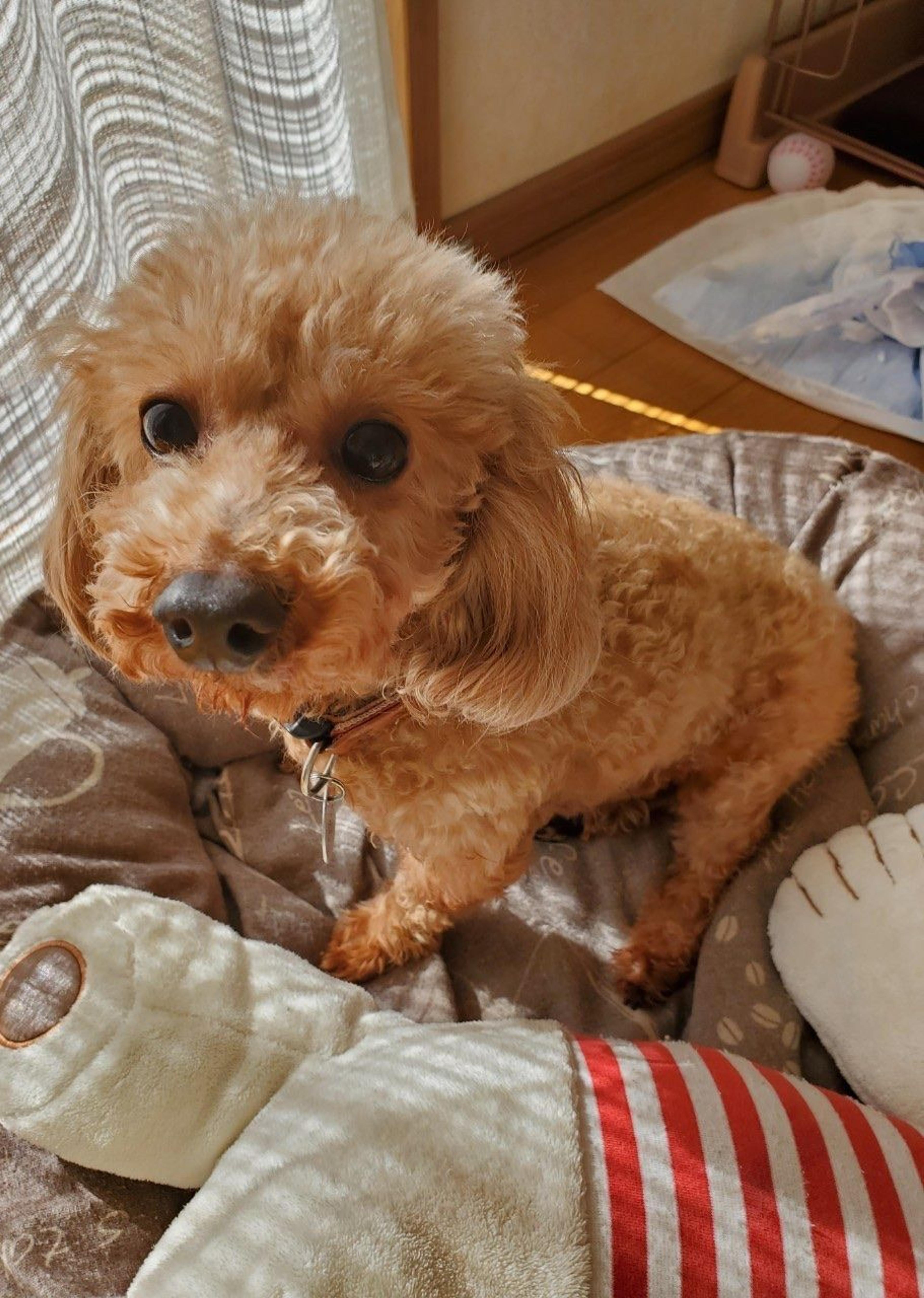 pet-image-5