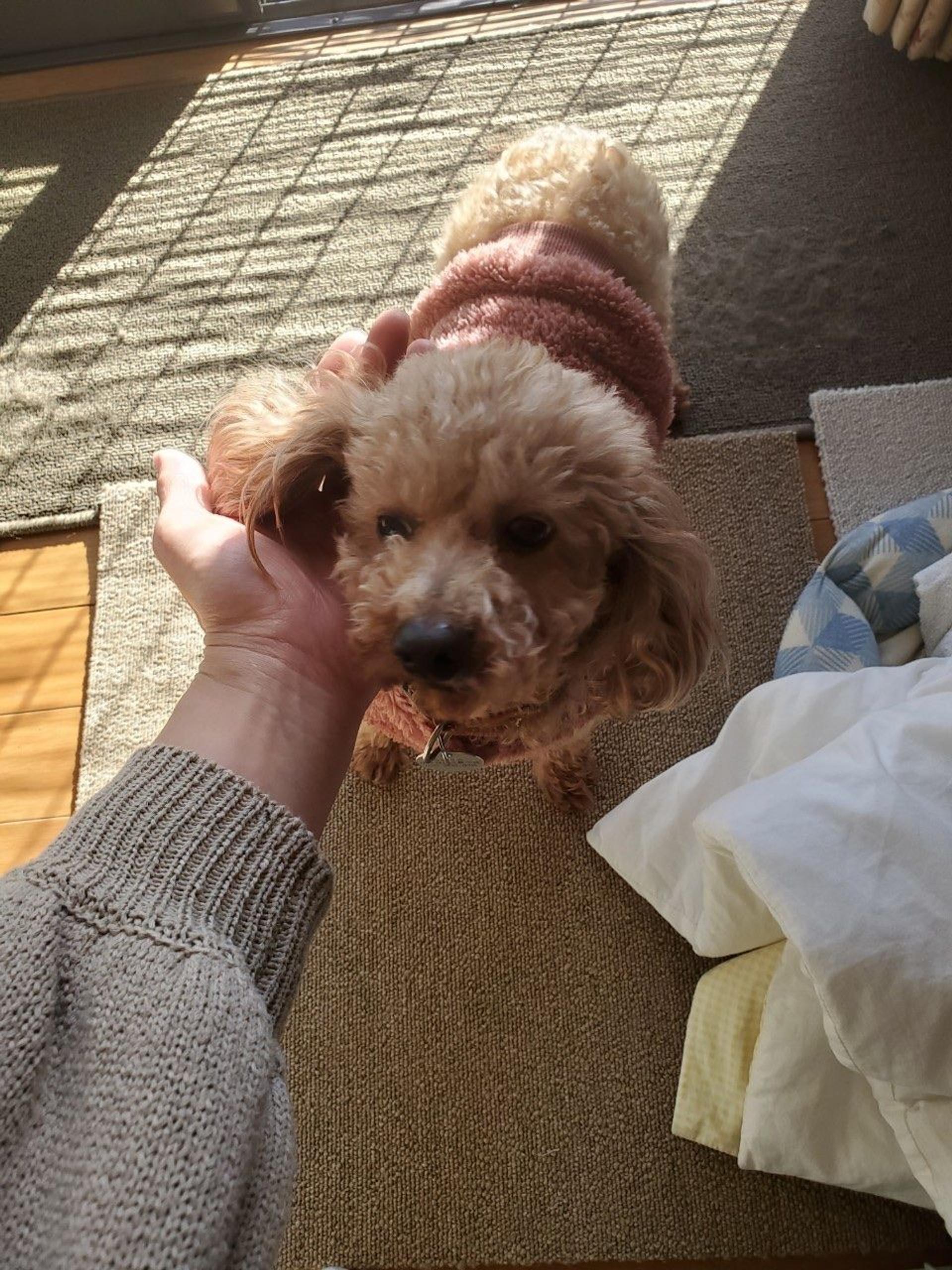 pet-image-6