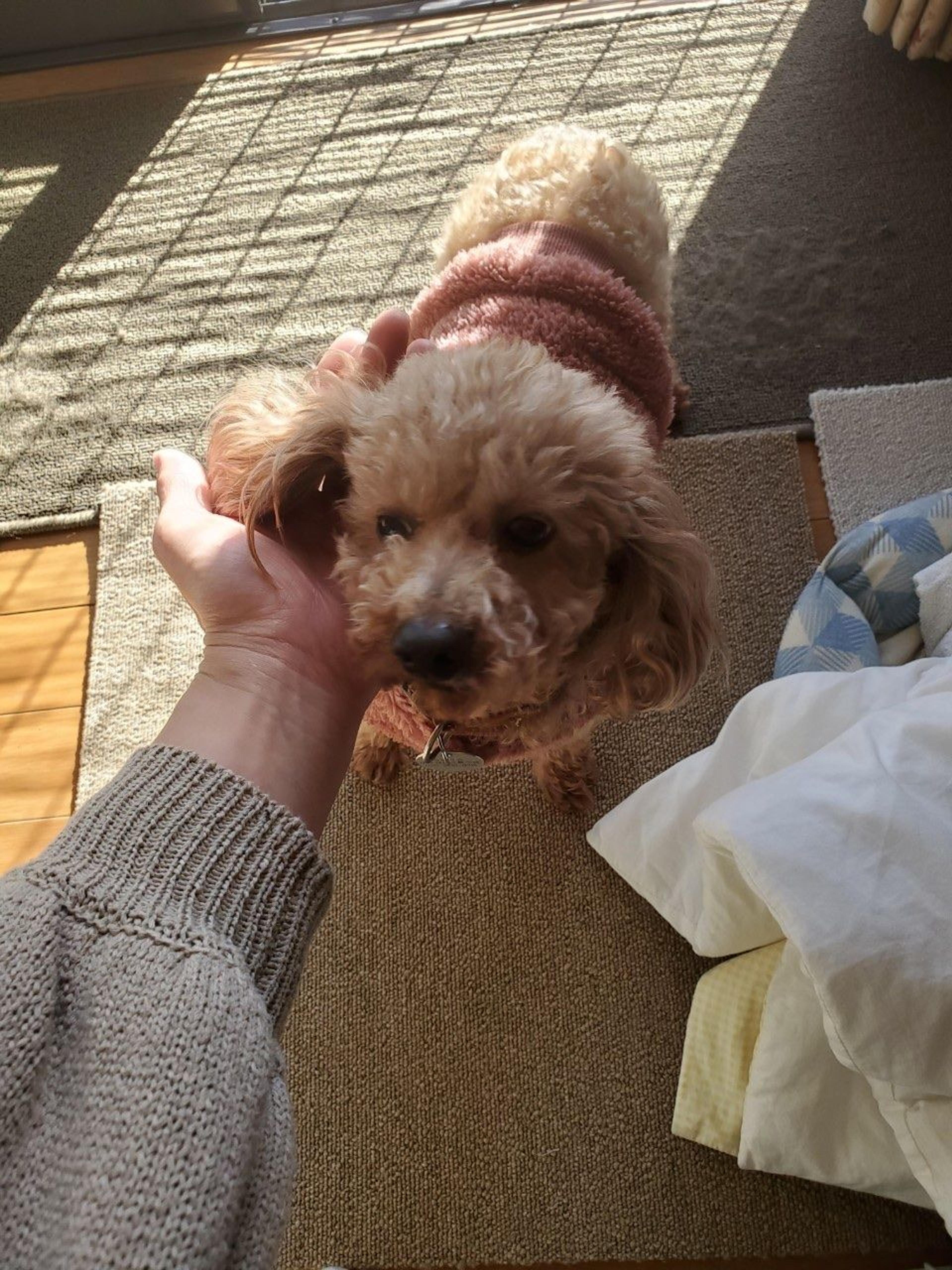 pet-image-6