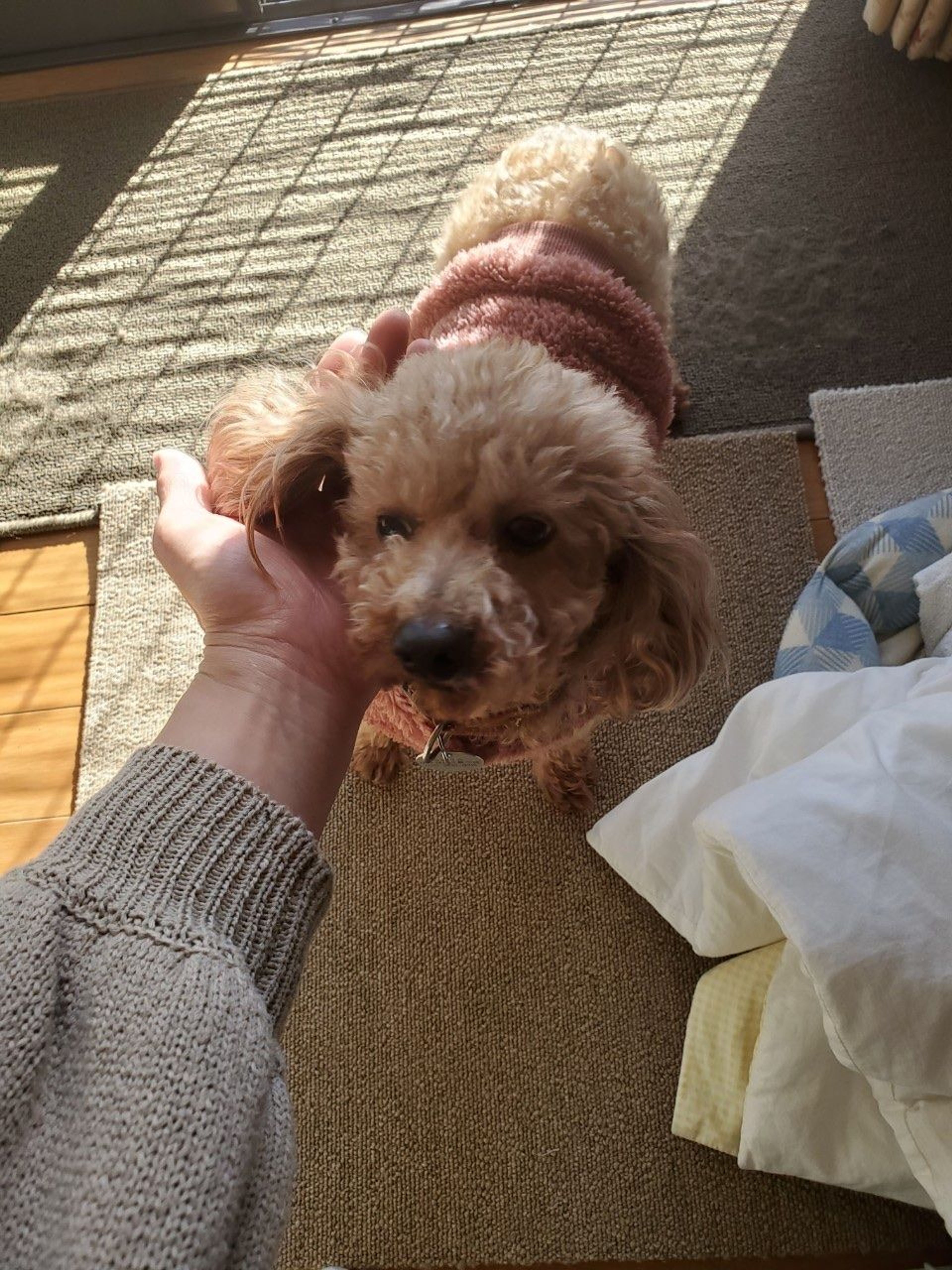pet-image-6