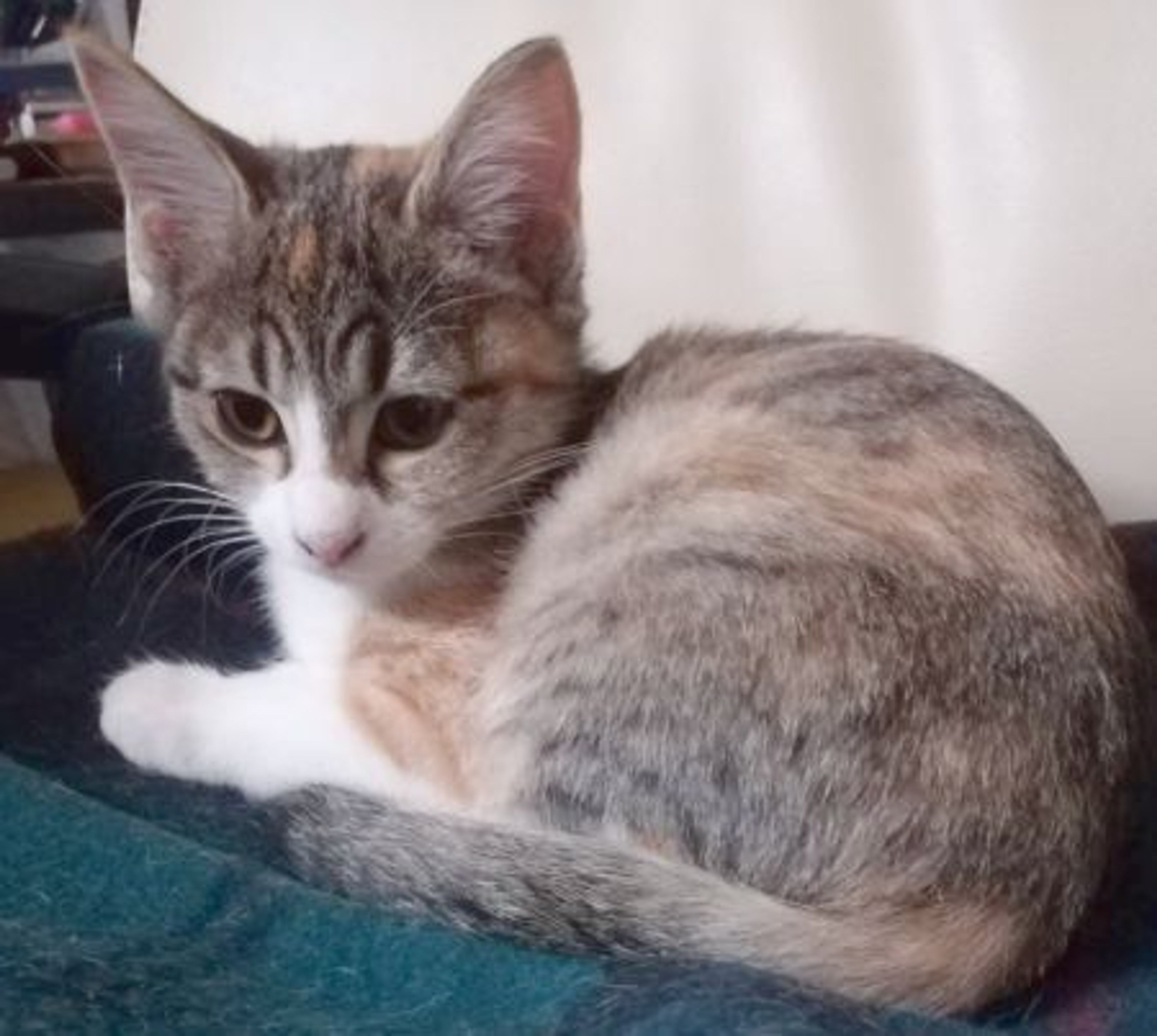 雑種（ミックス猫）・メスの里親募集の写真