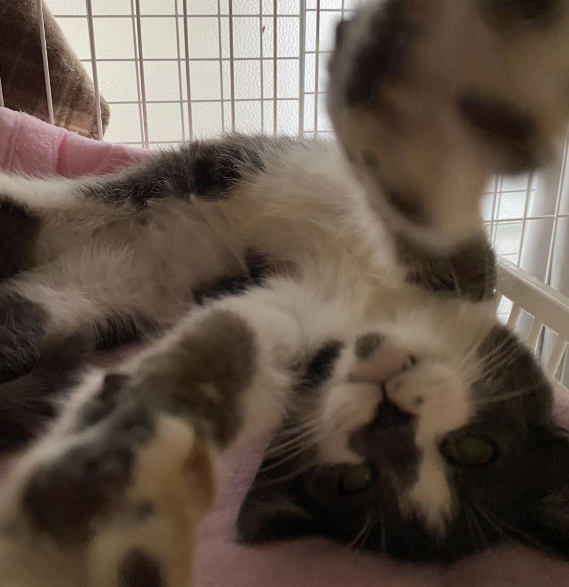 pet-image-5