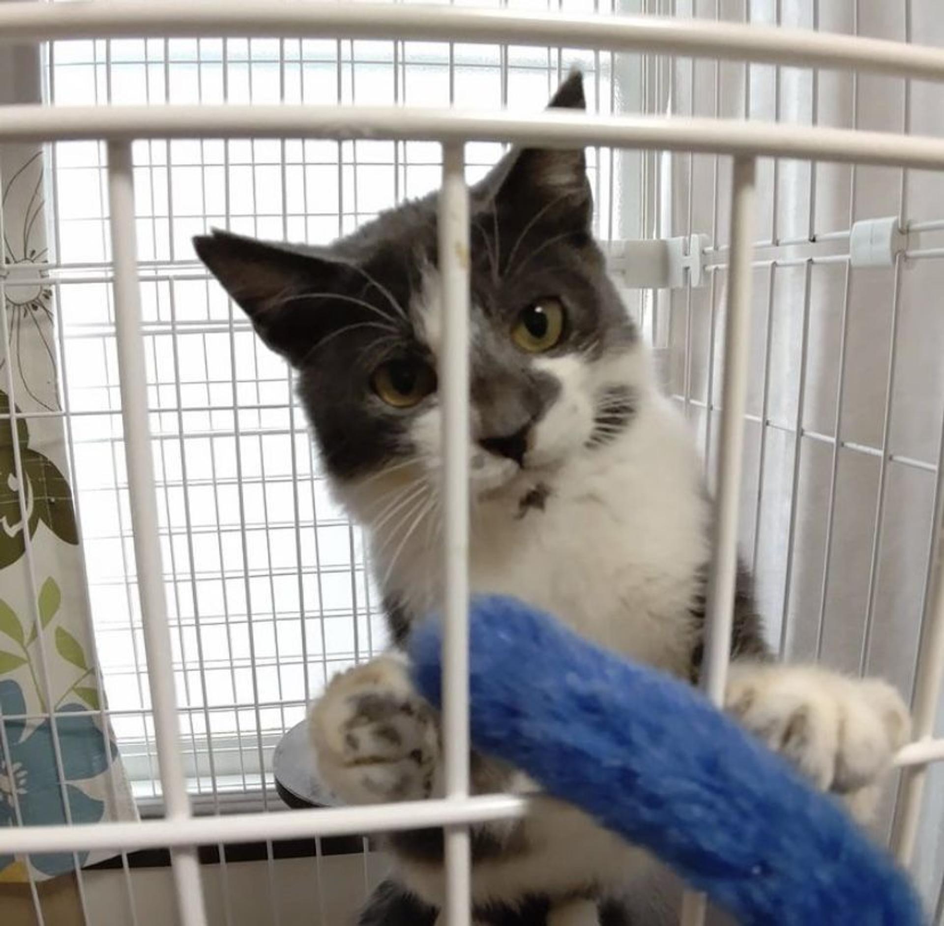 pet-image-6