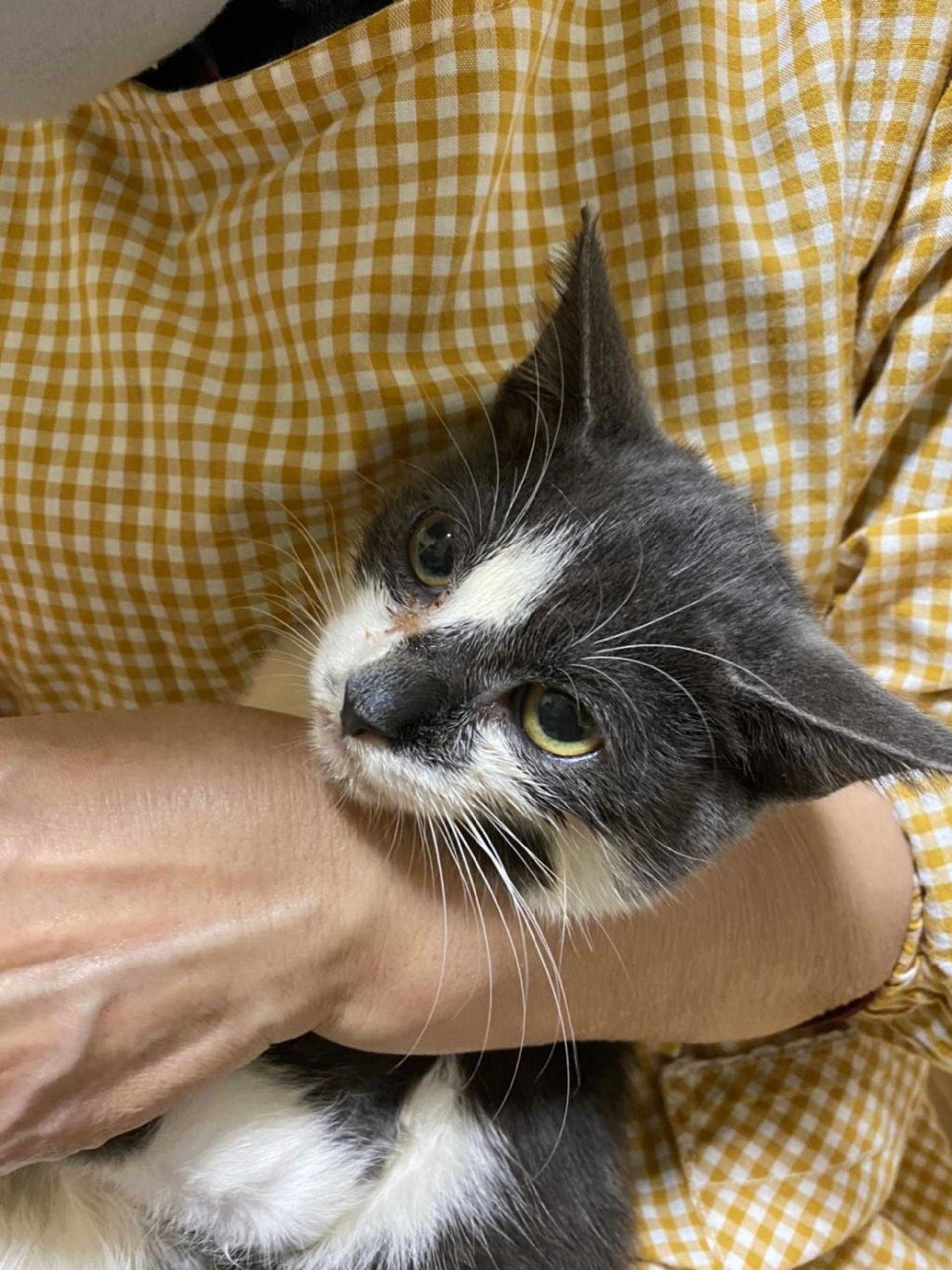 pet-image-8
