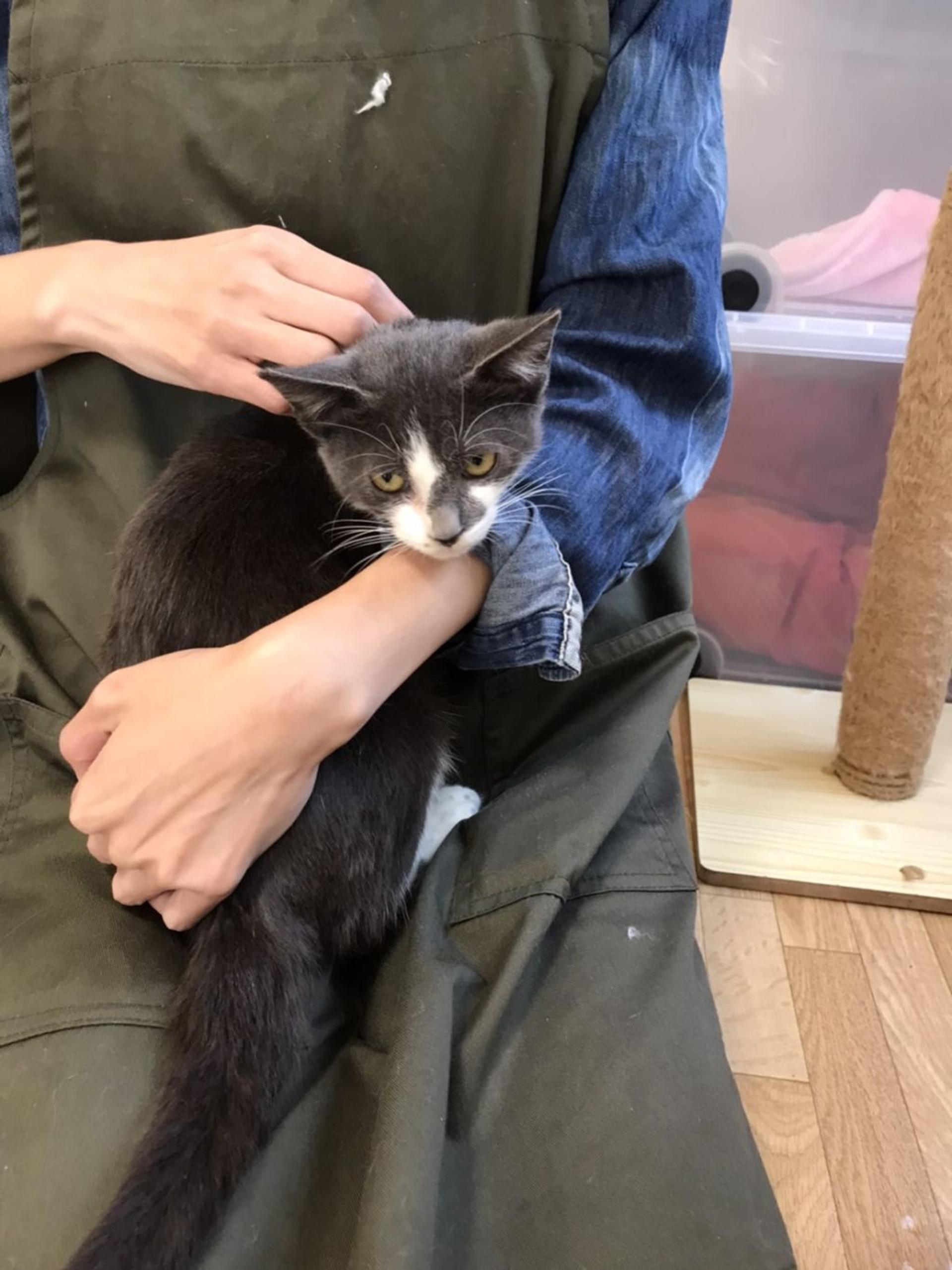 pet-image-9