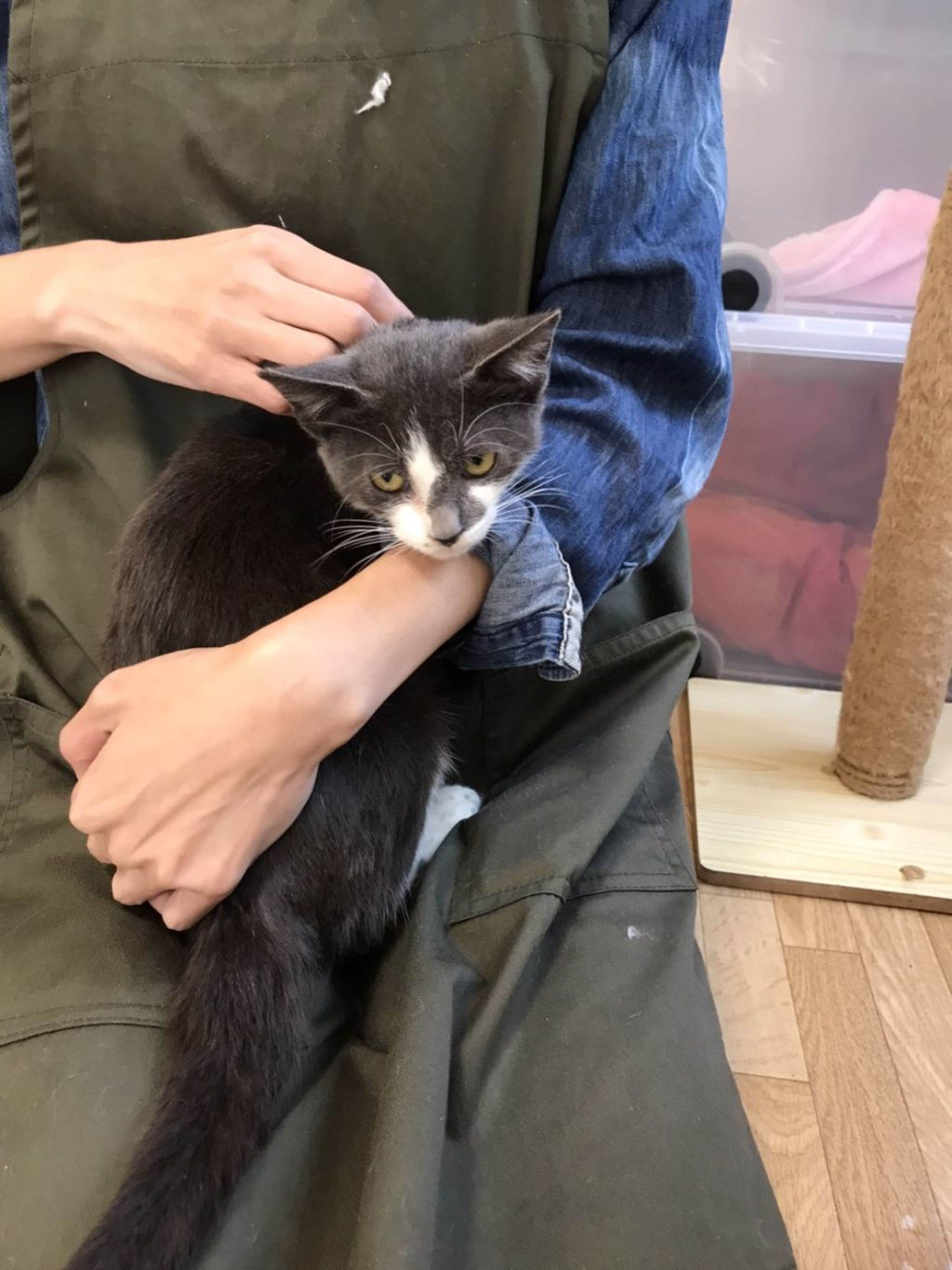 pet-image-9