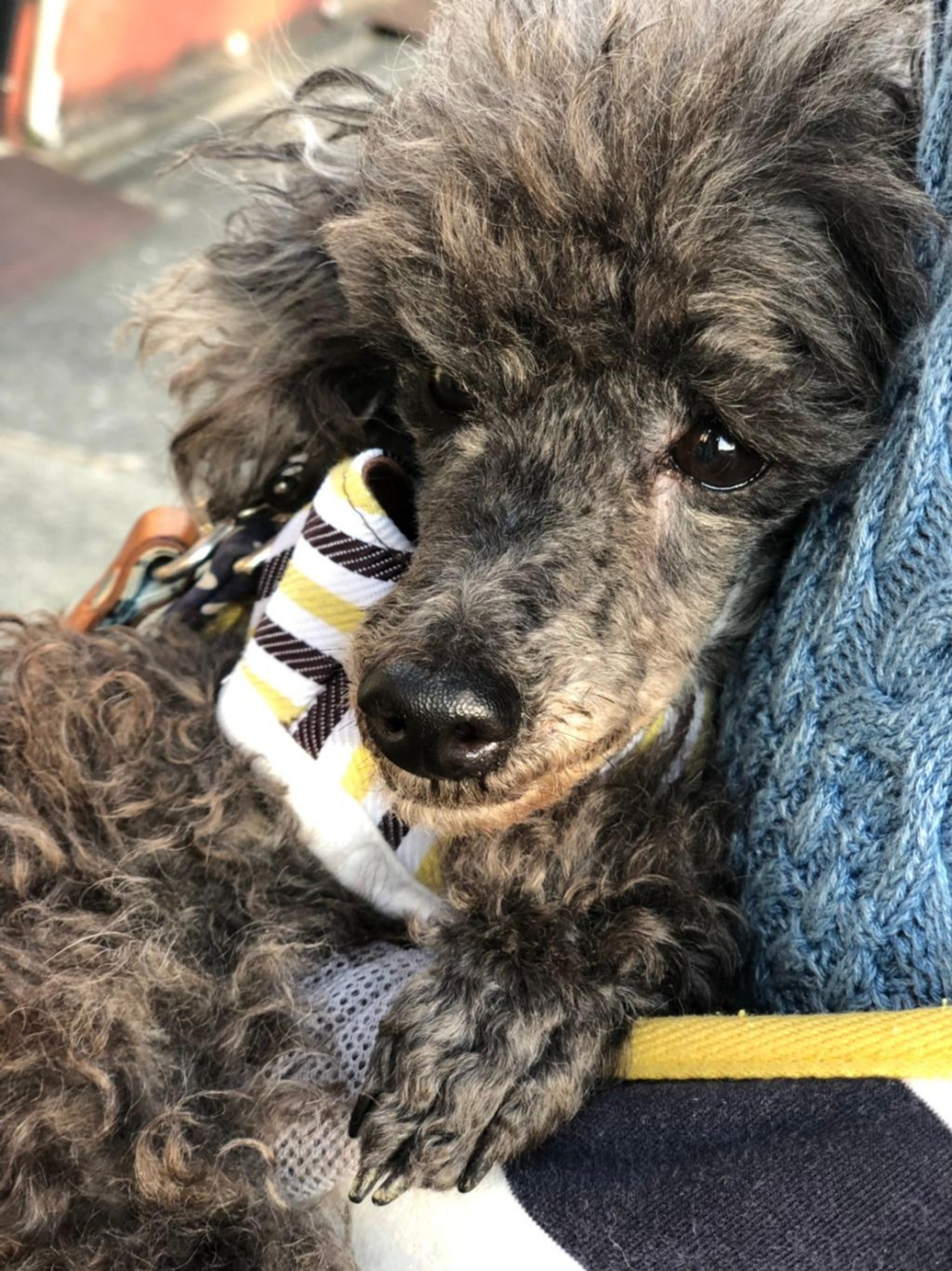 pet-image-4