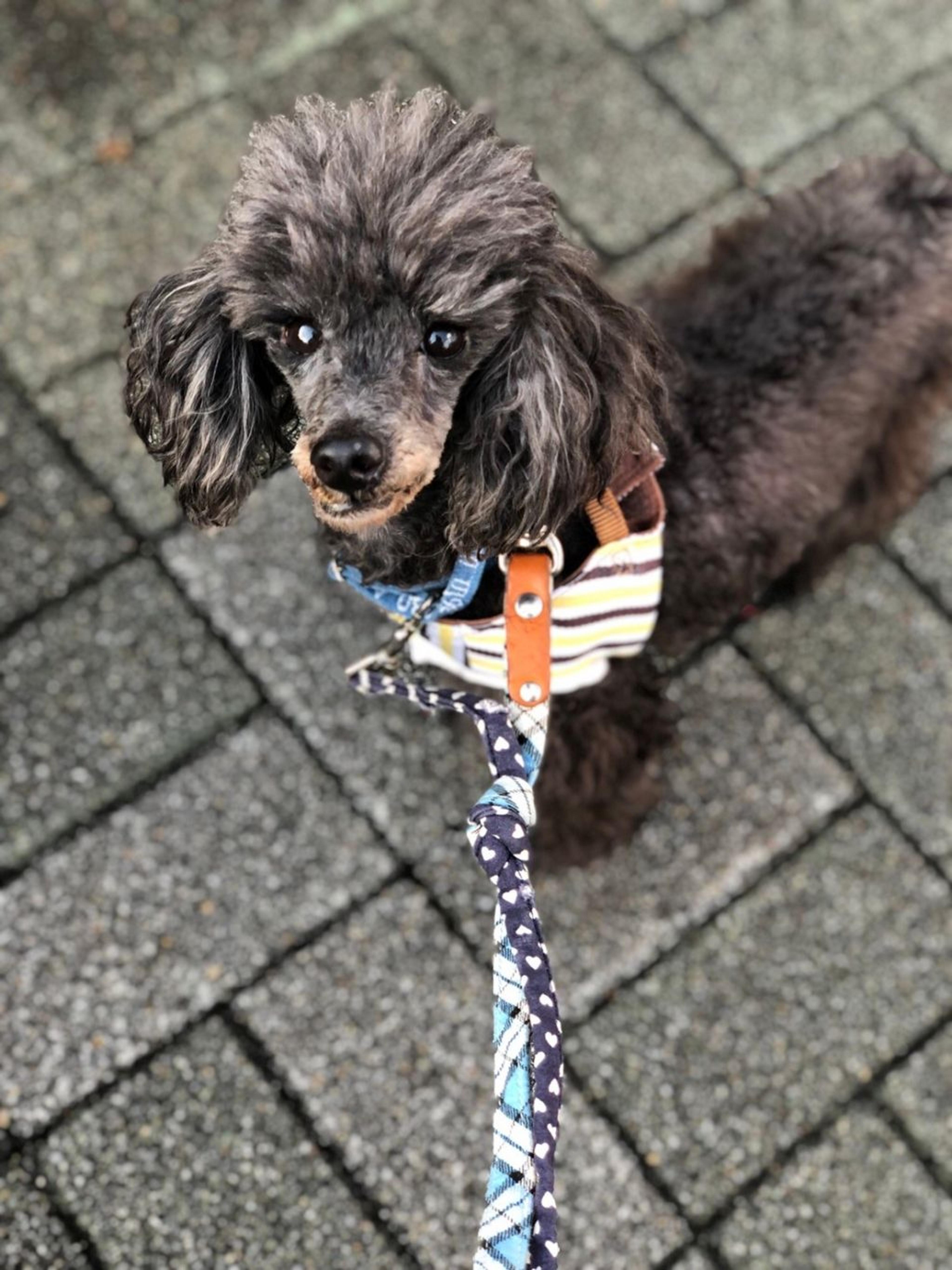 pet-image-5