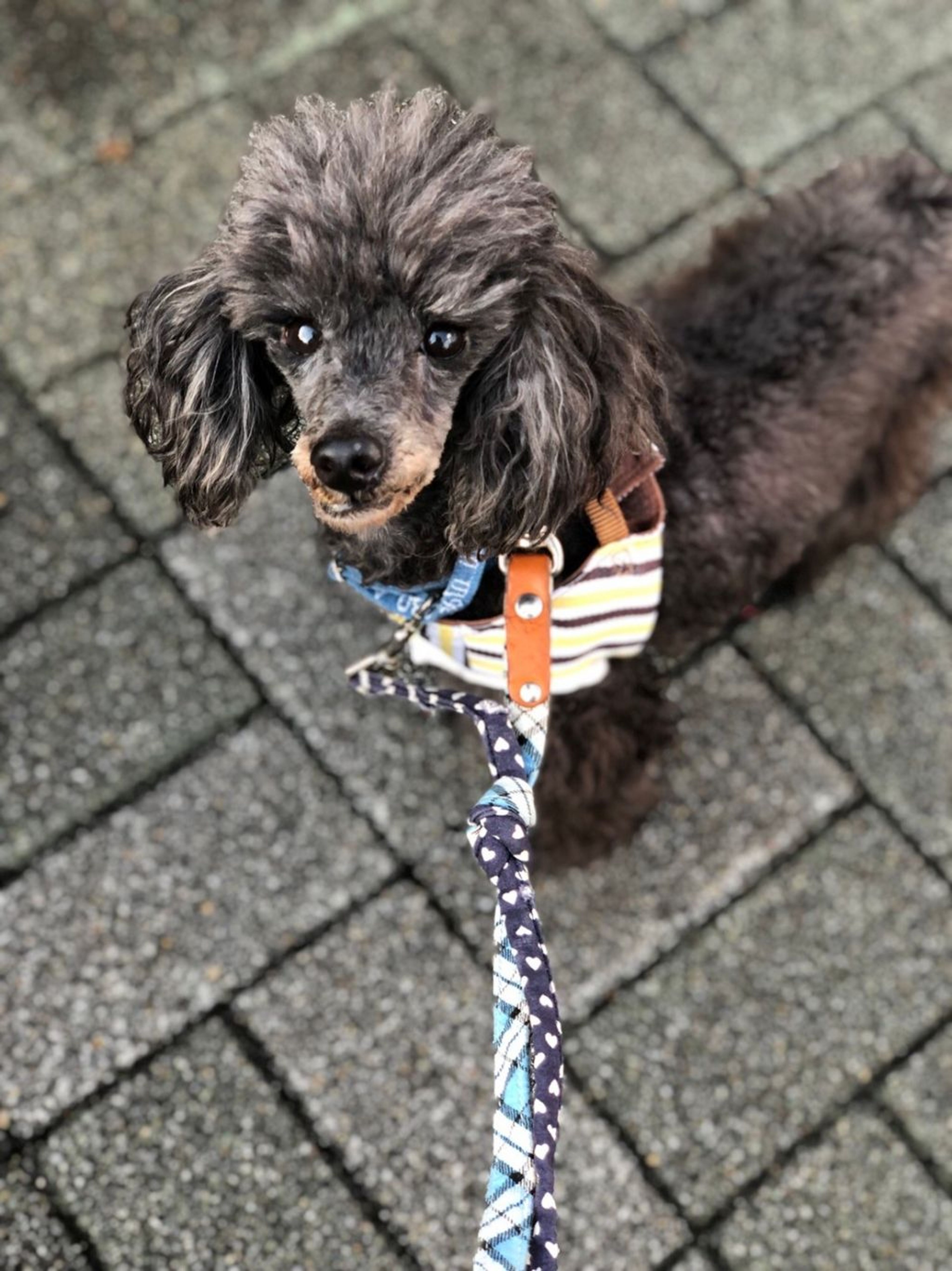 pet-image-5