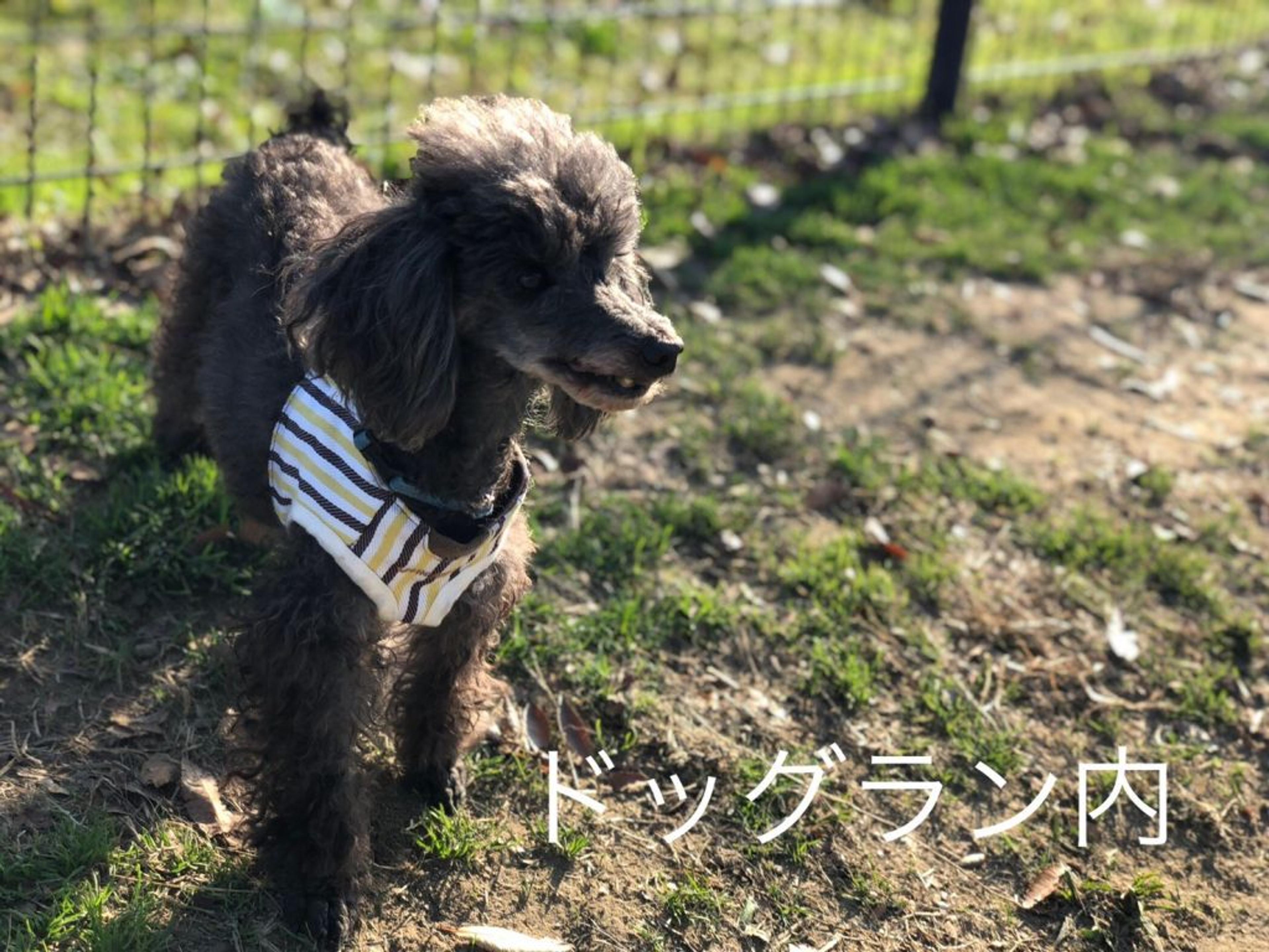 pet-image-7