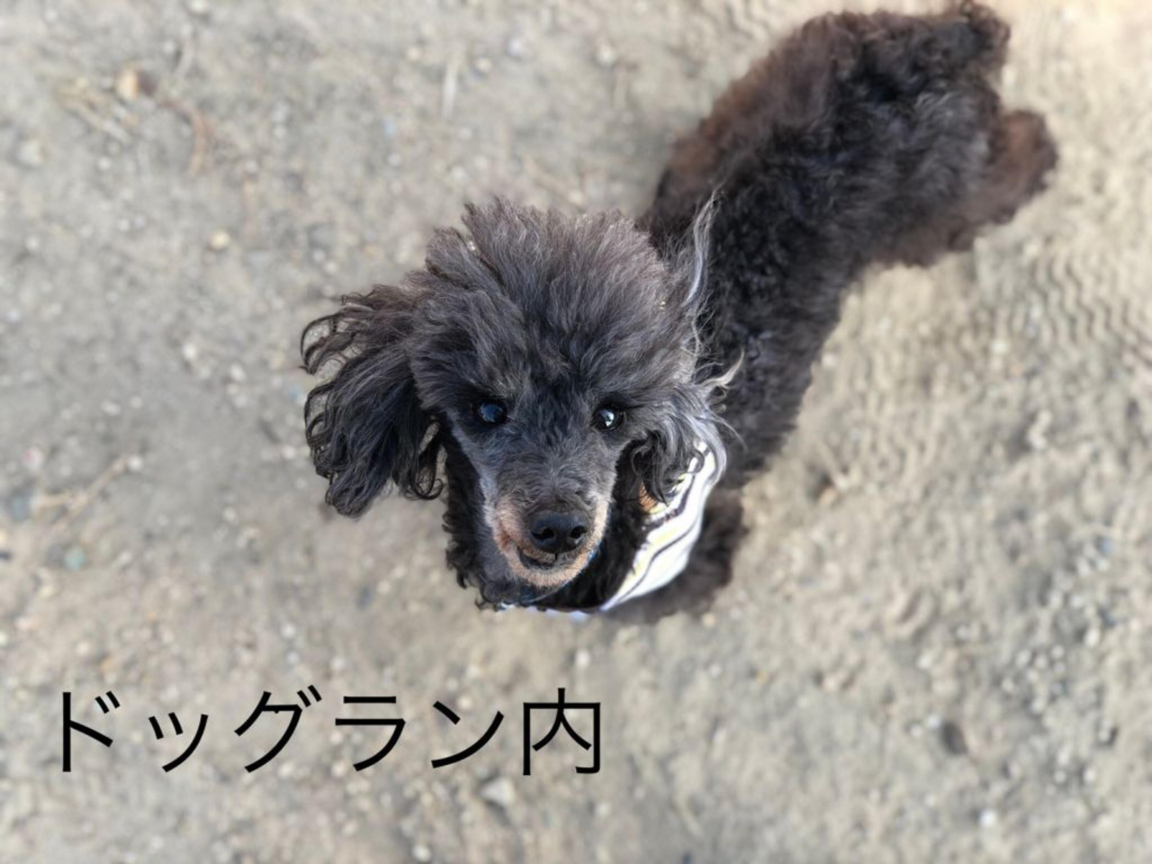 pet-image-8